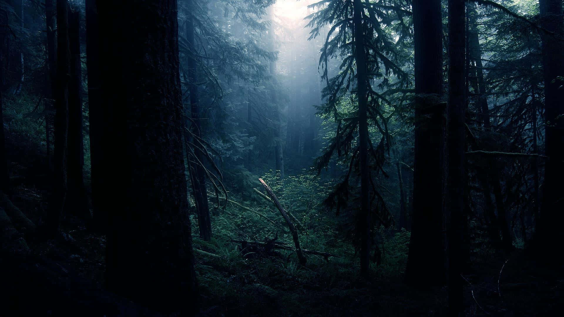 Udforsk den Mørke Skov Wallpapers