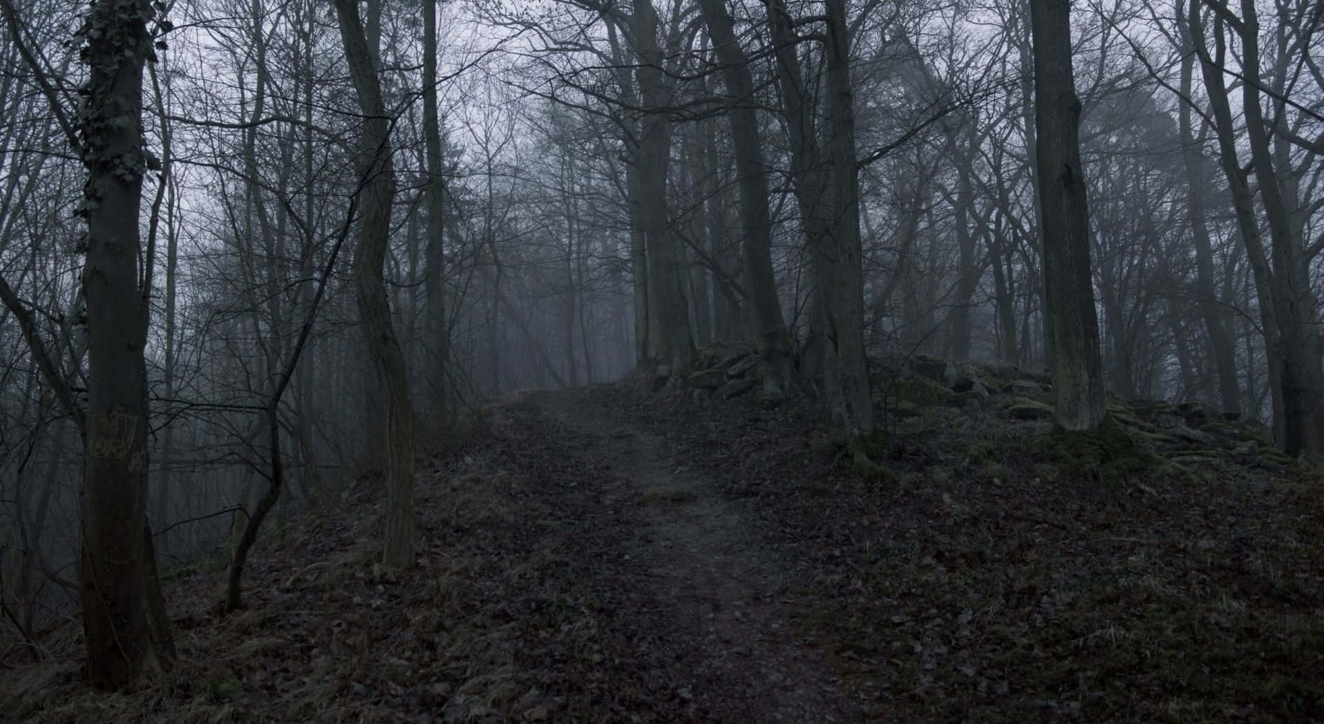 Udforsk den mystiske Mørke Skov Wallpapers