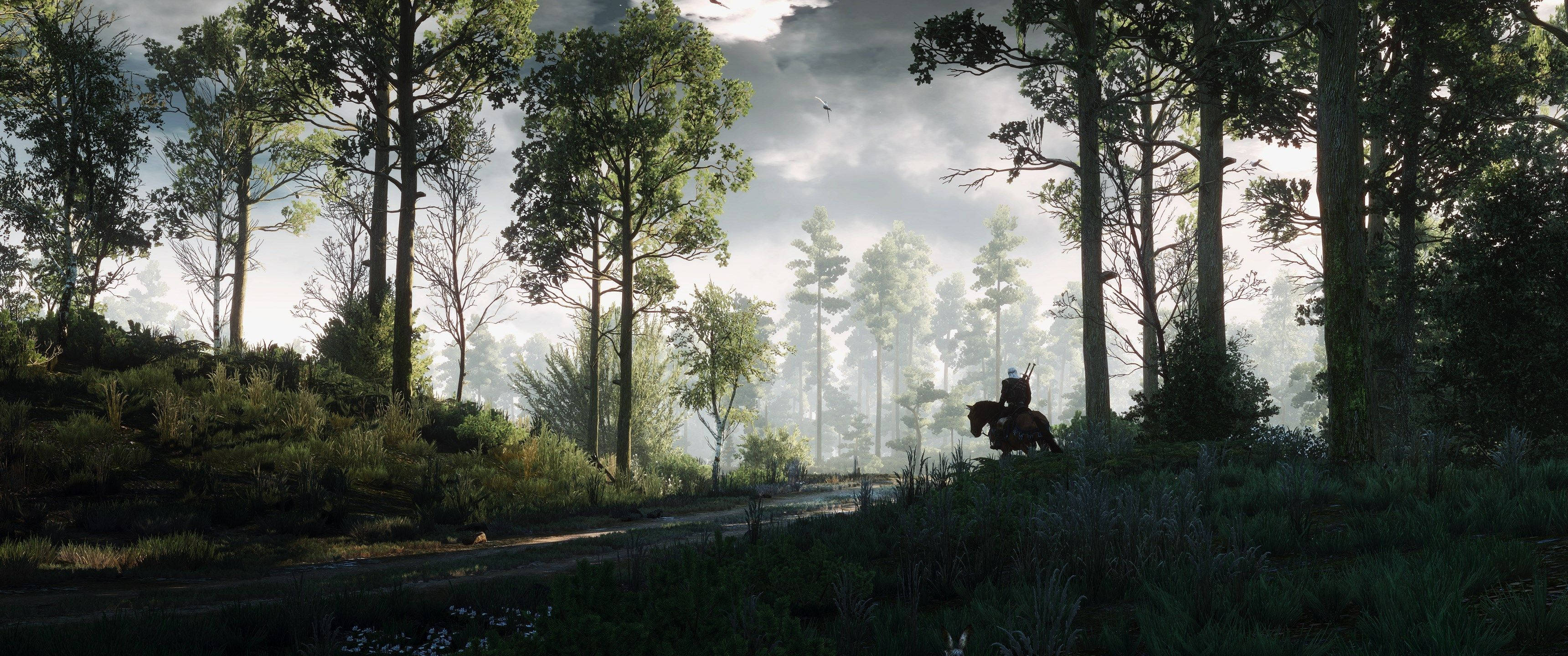 Udforsk den mystiske skov fra computerspillet The Witcher Wallpapers