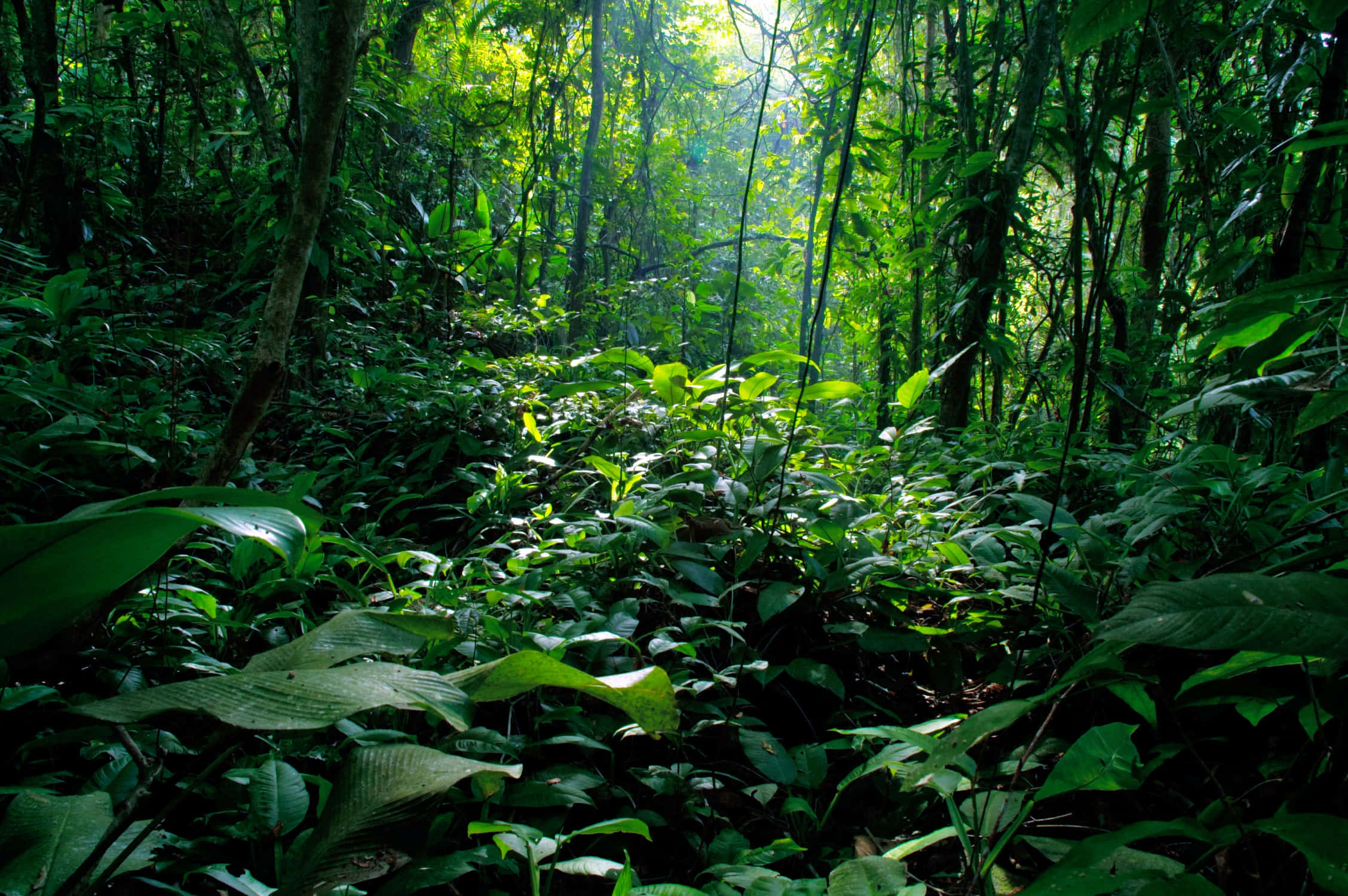 udforsk en ny verden i en frodig, grøn jungle Wallpapers
