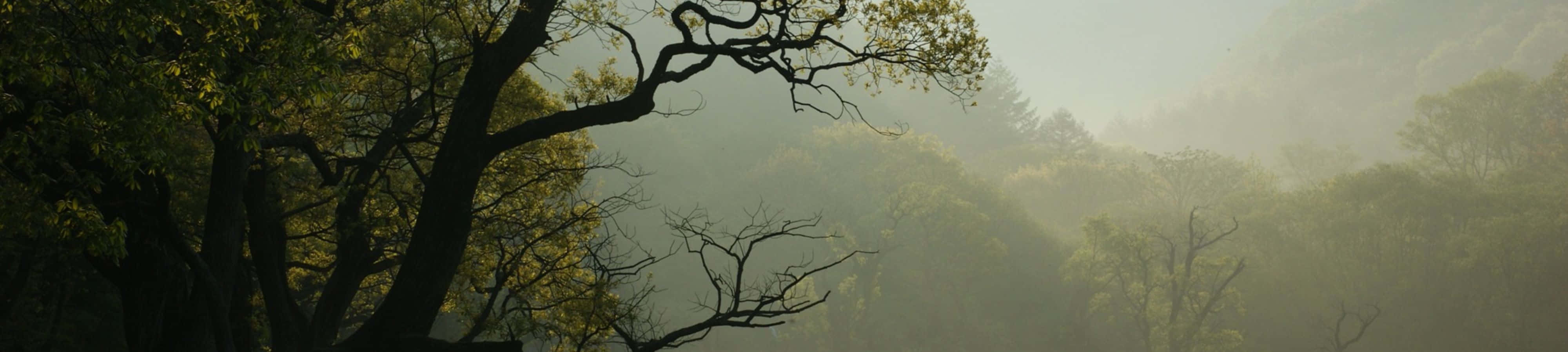 Udforsk naturens skønhed i 4K Wallpapers