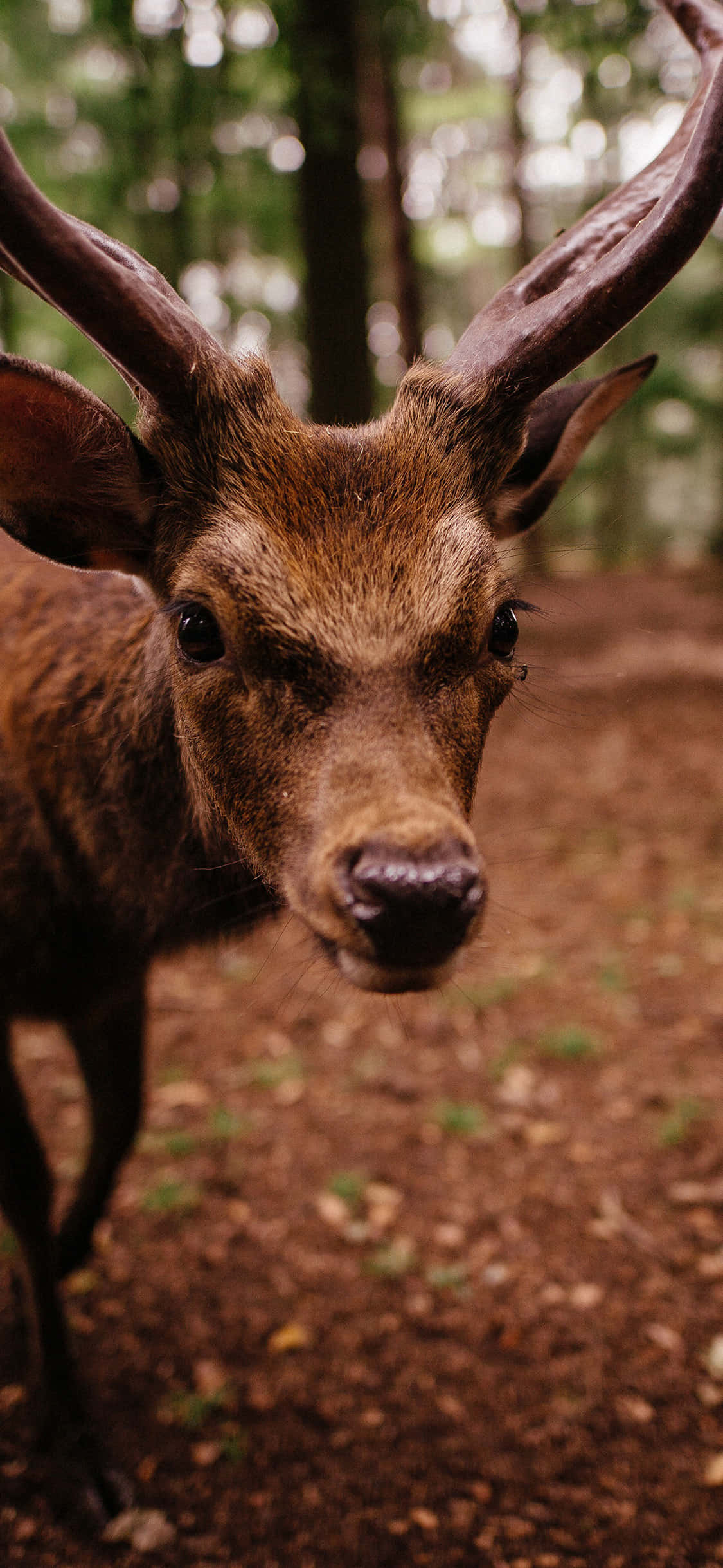 Udforsk naturens skønhed med denne fantastiske Animals iPhone-baggrund Wallpapers