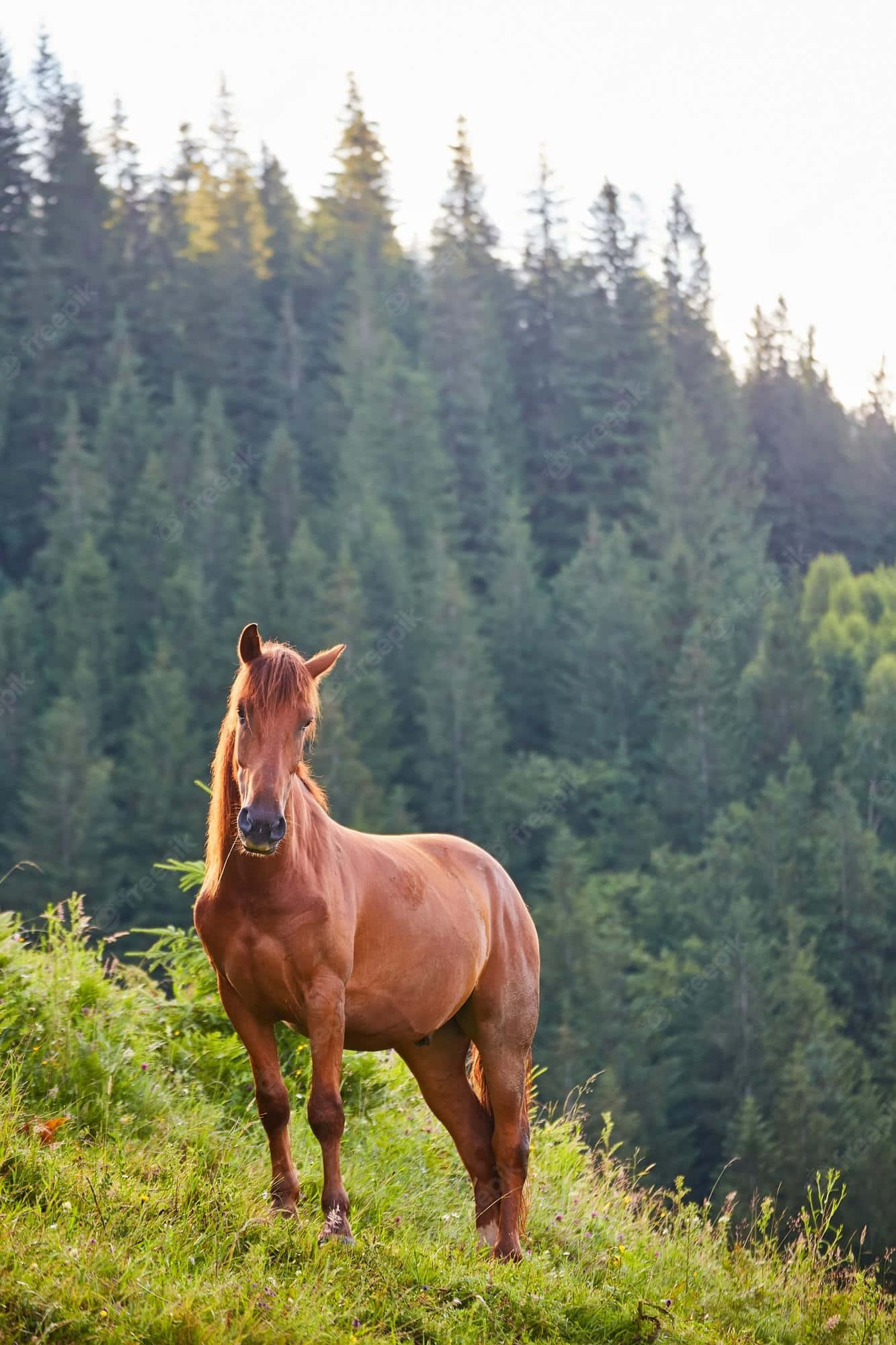 Udforsk skønheden hos en majestætisk hest. Wallpapers