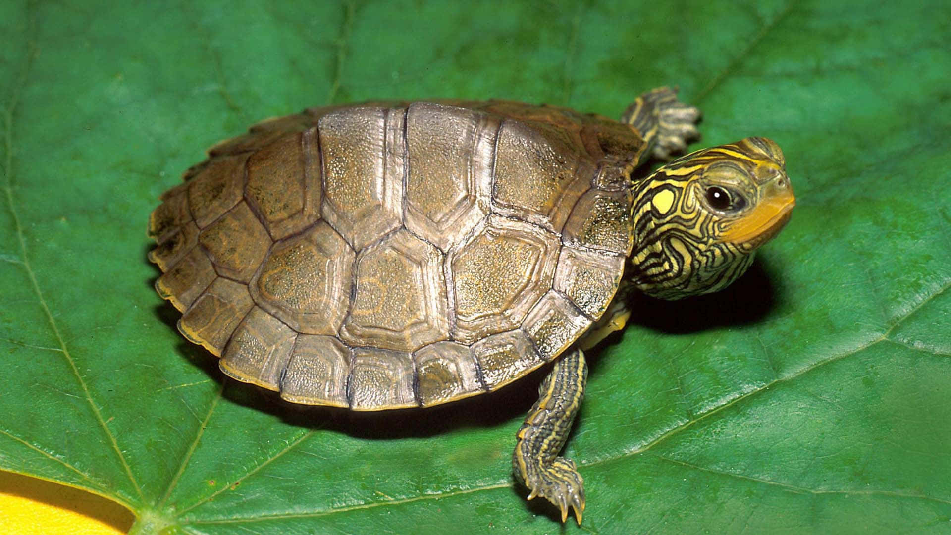 Udforsk verden med denne søde skildpadde! Wallpapers