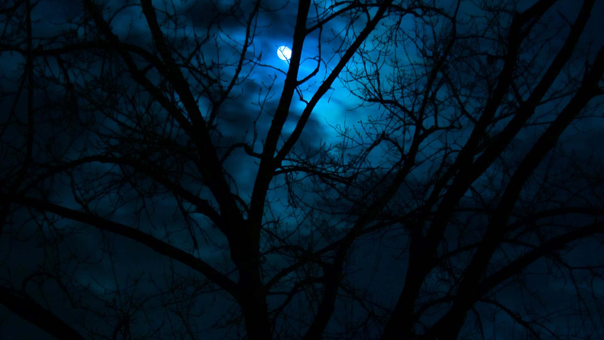 Udforskning af den mørke skovs mysterier Wallpapers