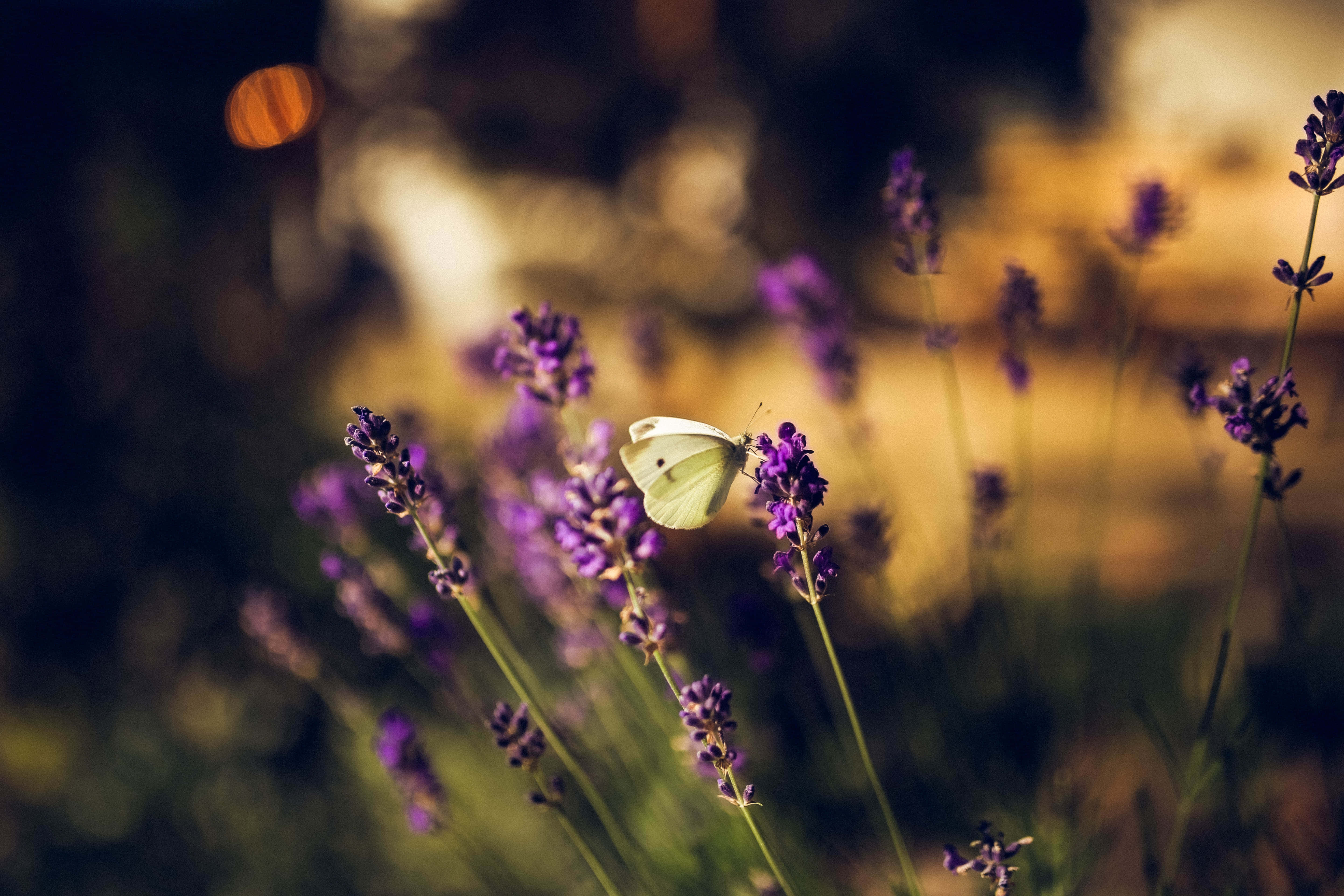 Udsøgte sommerfuglesværme viser naturens skønhed Wallpapers