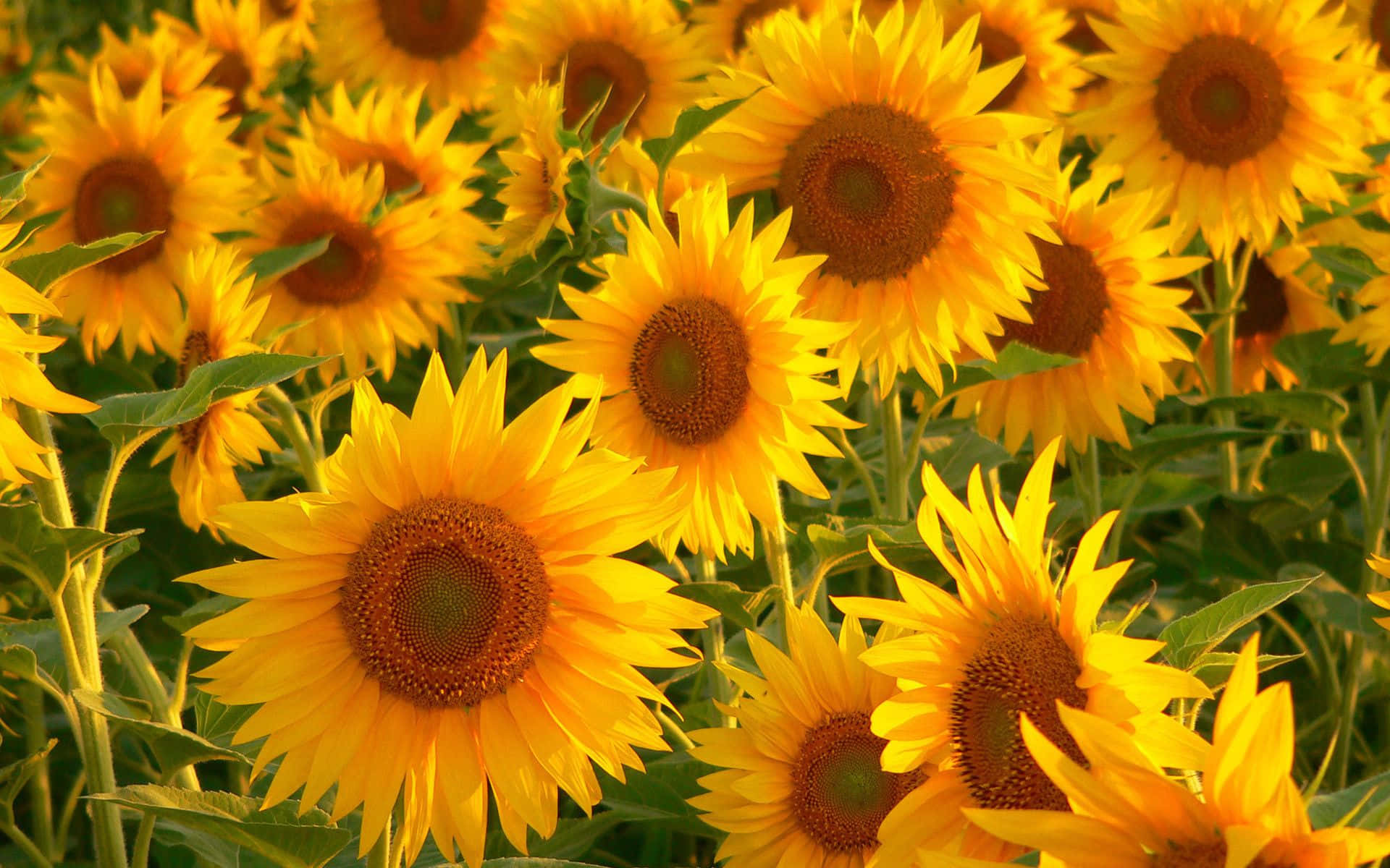 Udsprudlende Solskin - Æstetisk Gul Baggrund Wallpapers