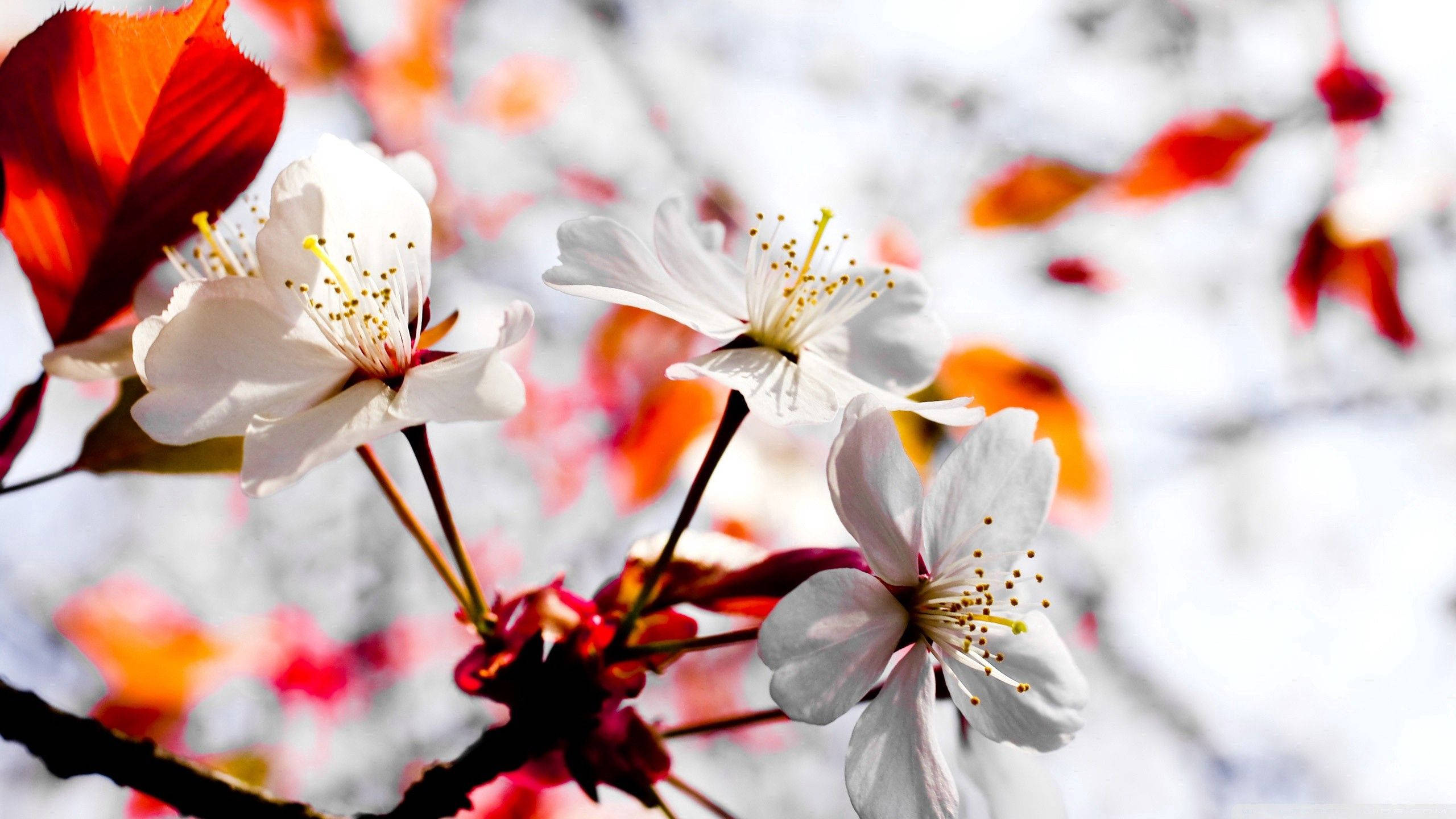 Udsprungne hvide forårsblomster Wallpapers