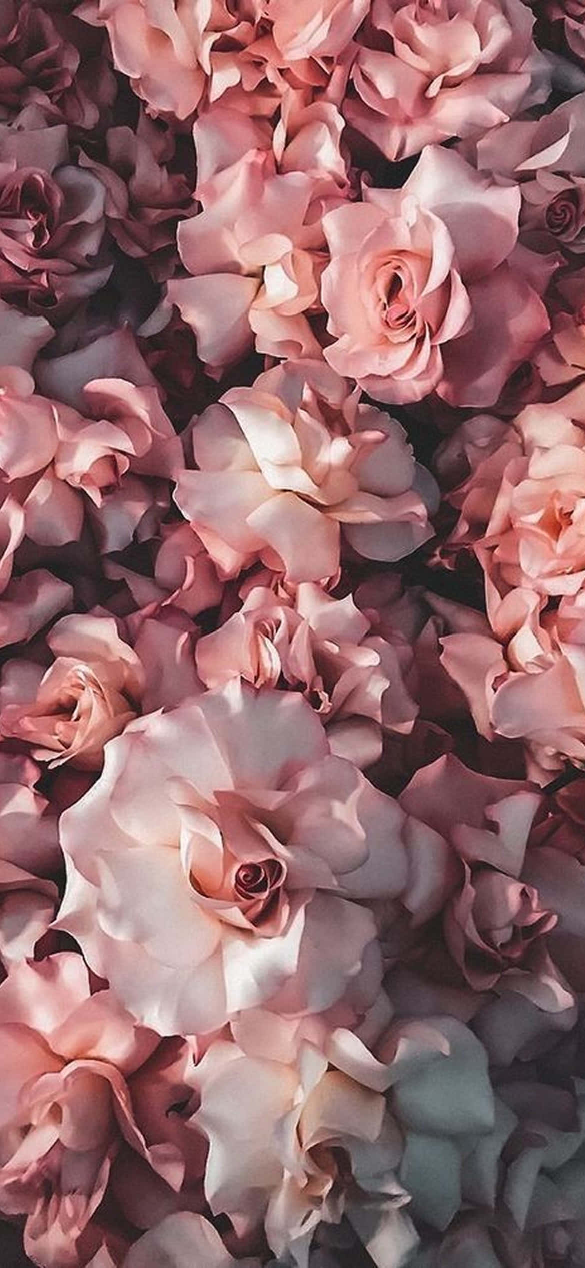 Udvalgt Blomstring - Levende iPhone-blomsterdesign Wallpapers