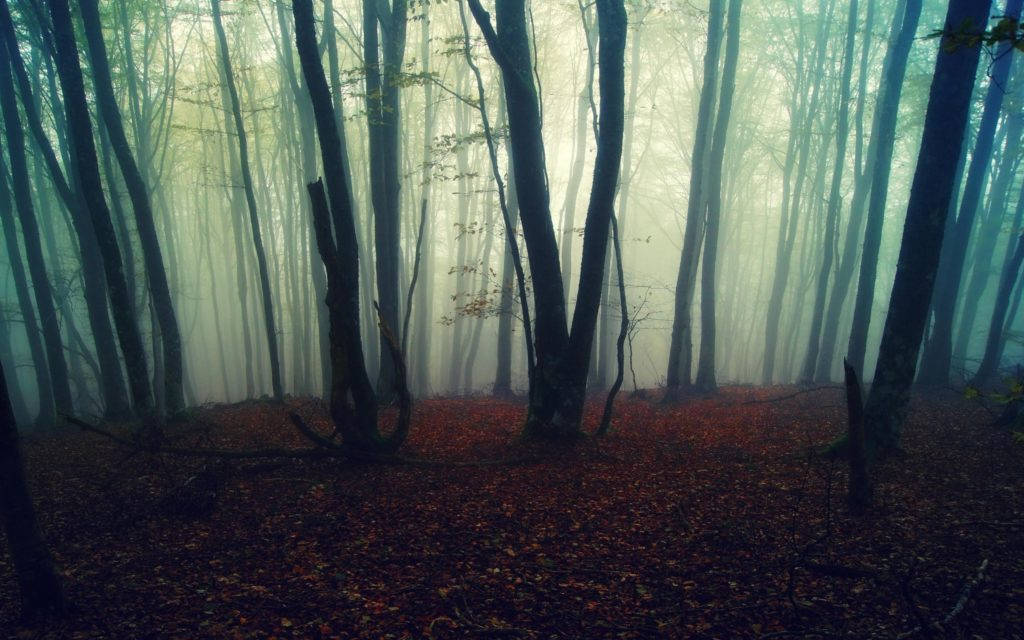 Uhyggeligt tåget skov med nedfaldne blade Wallpapers