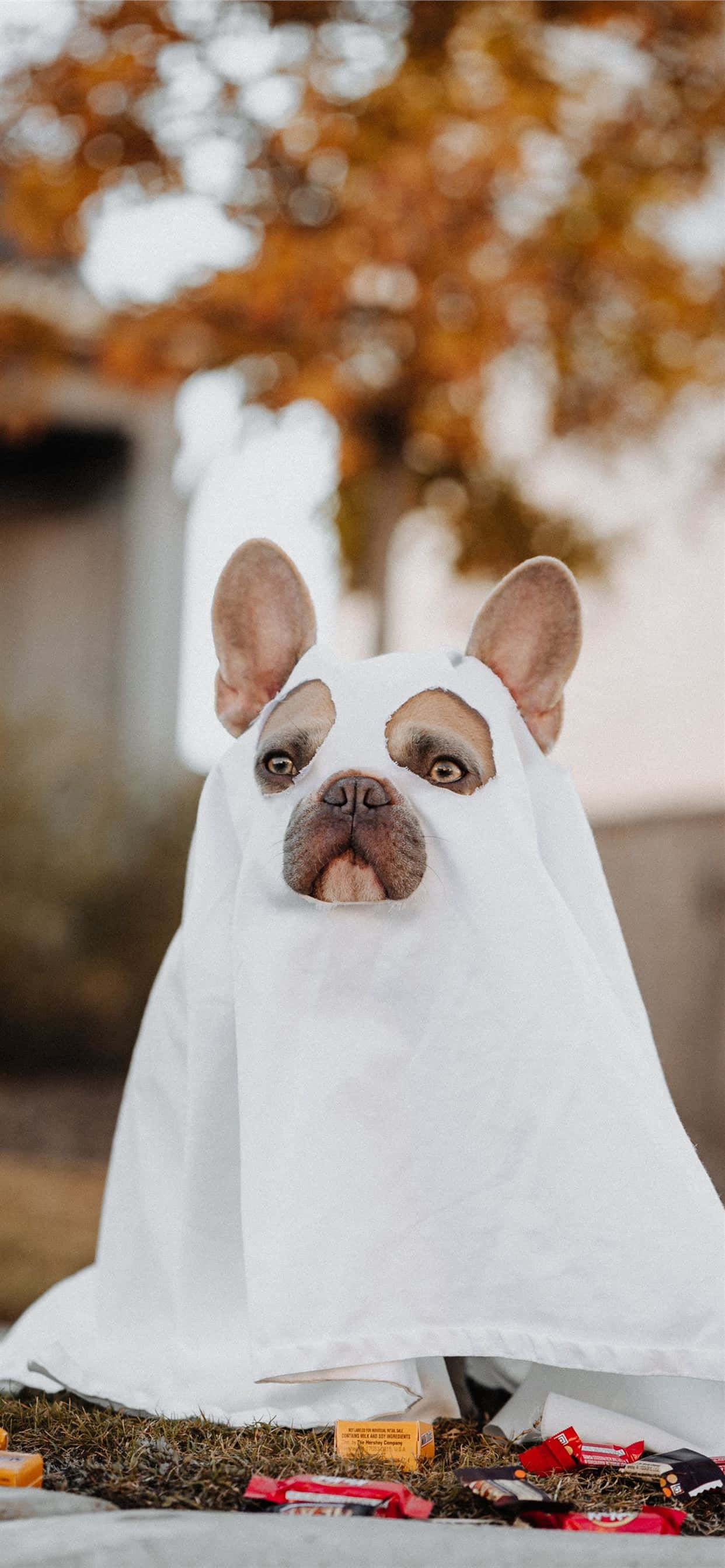 Uimodståeligt nysgerrig fransk bulldog ser med hengivenhed Wallpapers
