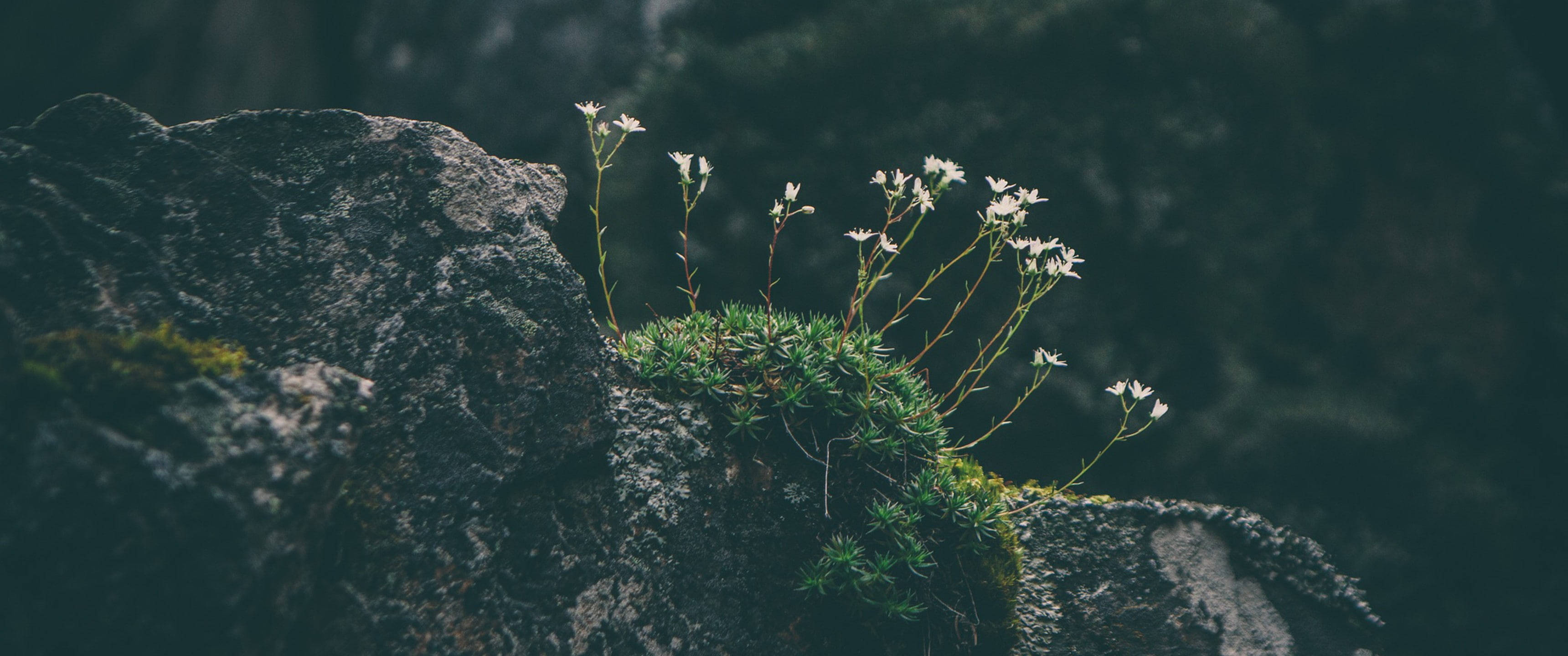 Ultra brede 4K vilde blomster Wallpapers