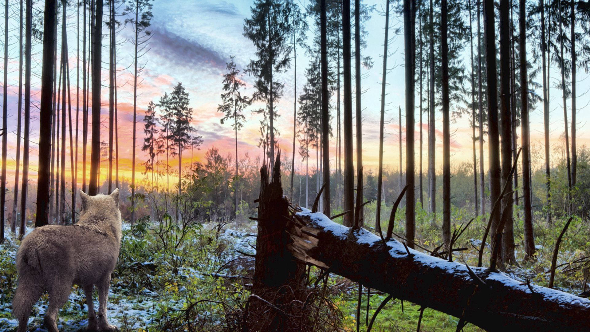 Ulv i skoven ved solnedgang Wallpapers