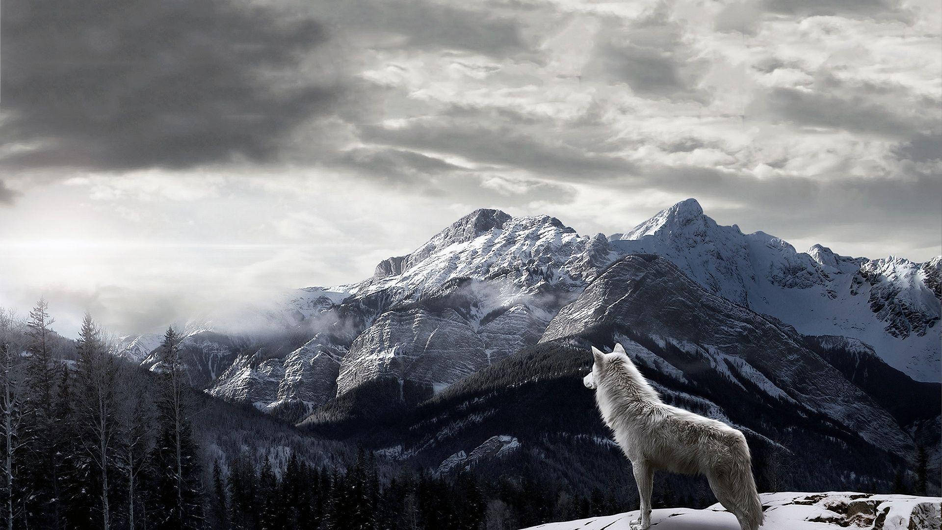 Ulv med bjerge som skrivebordsbaggrund Wallpapers