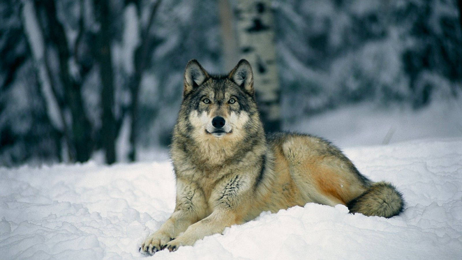 Ulv står på jomfruelig sne Wallpapers