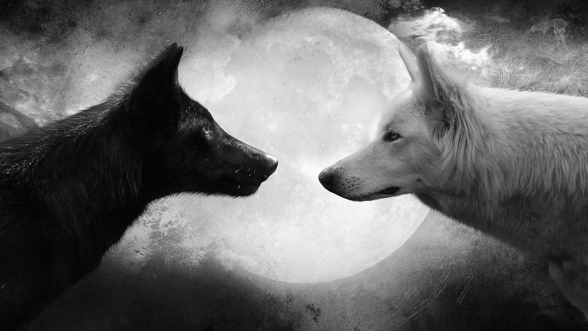 Ulveromantik til skrivebordet Wallpapers