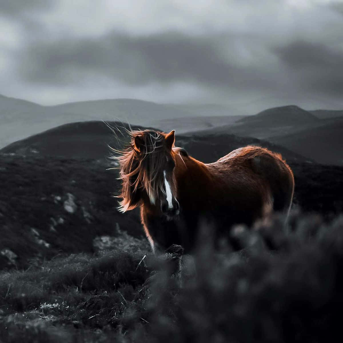 Undvigende Hest Wallpapers