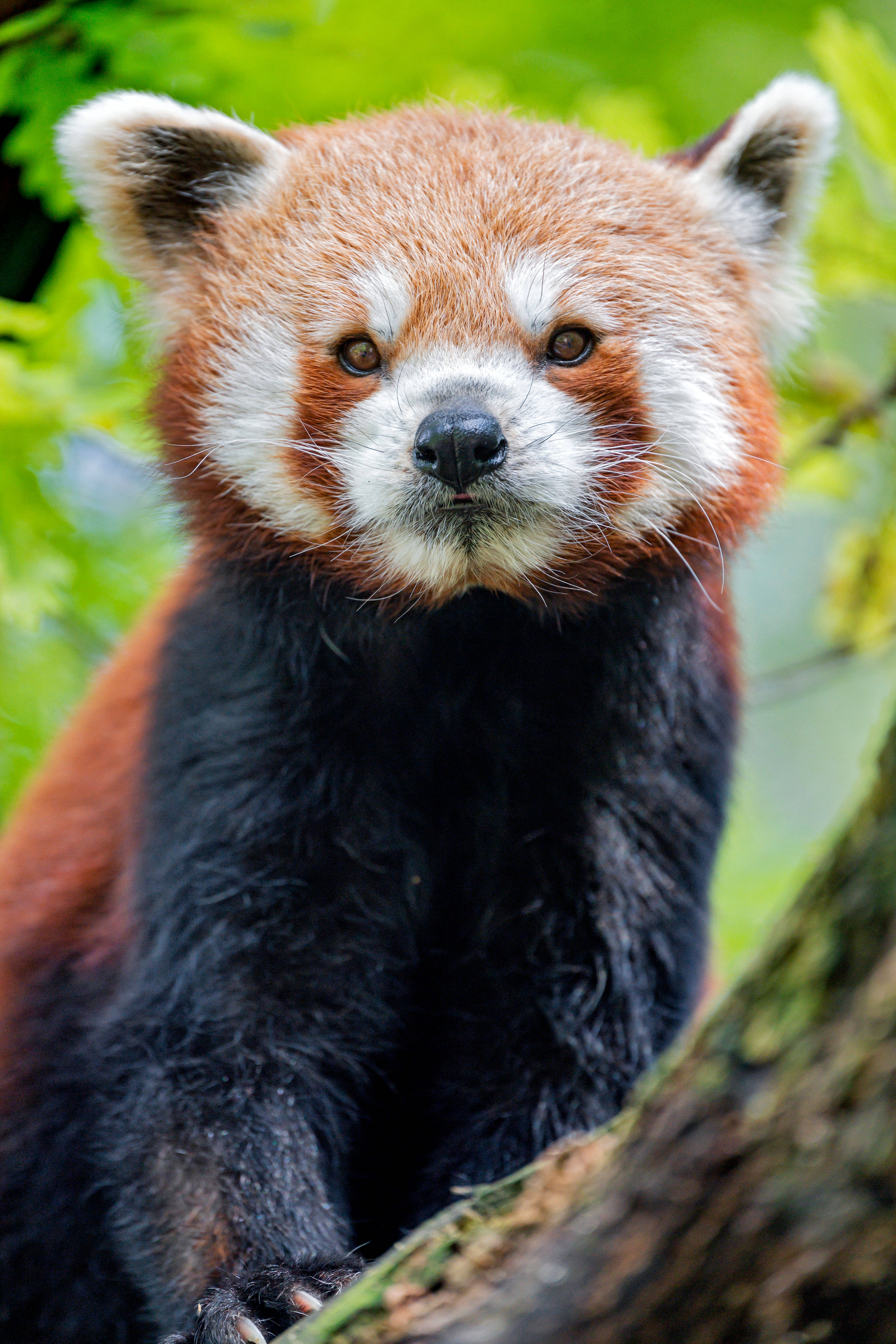 Ung rød panda mobil Wallpapers