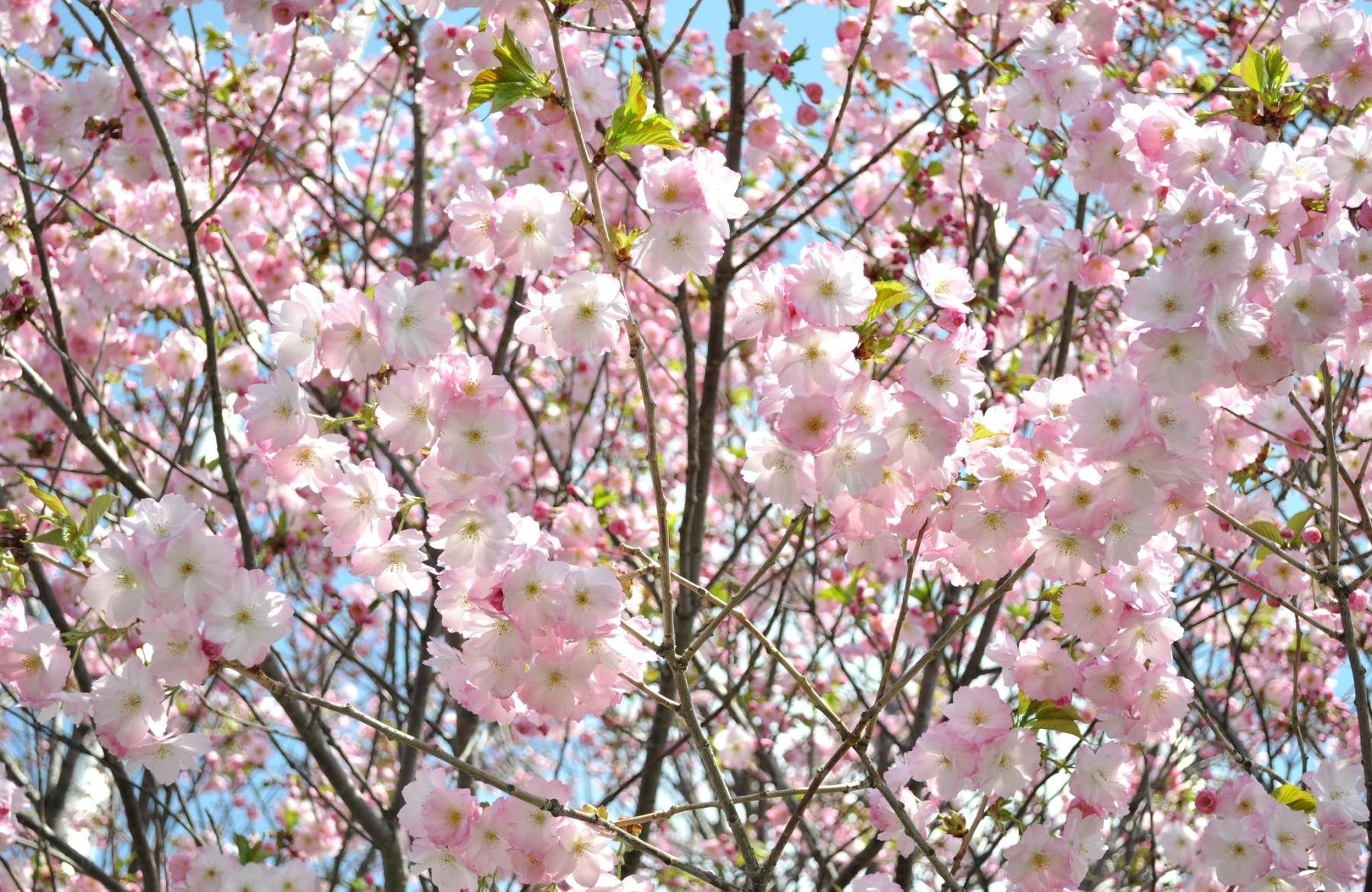 Unge kirsebærblomster Wallpapers