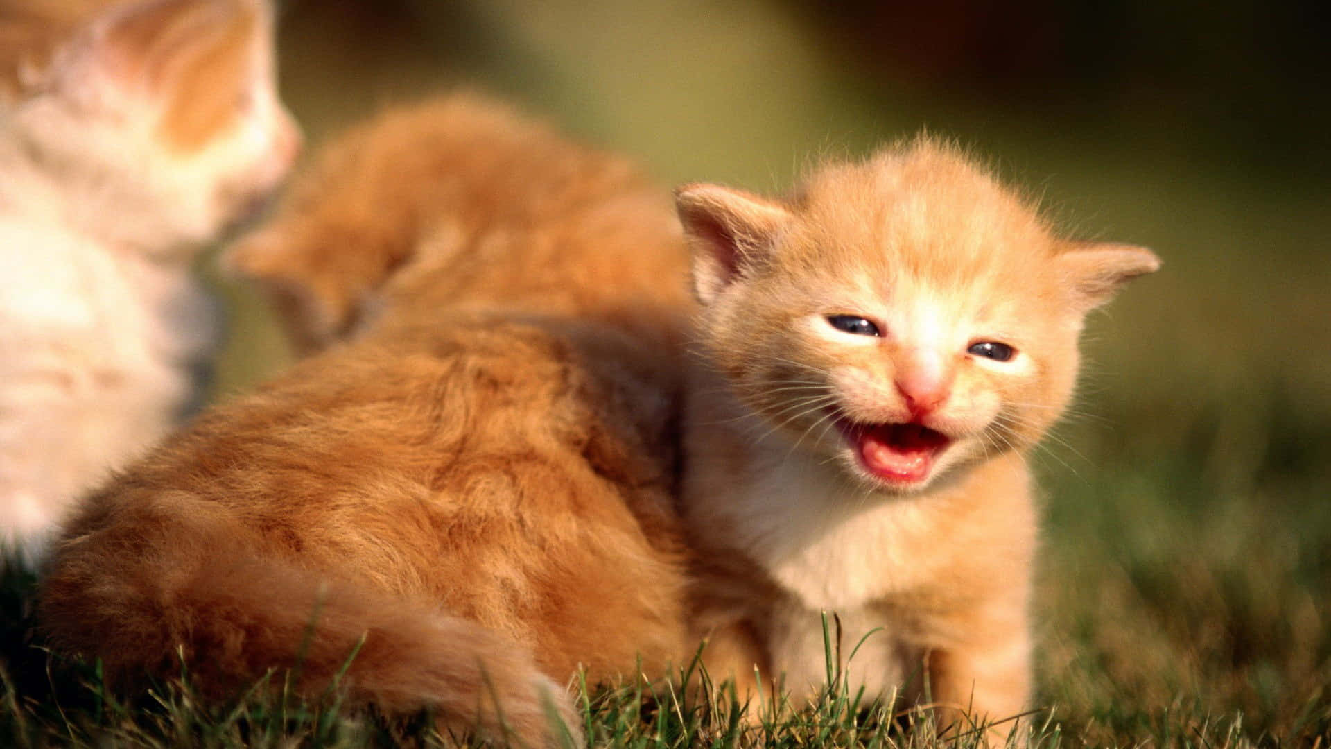 Ungt Tabby-kattebillede Wallpapers