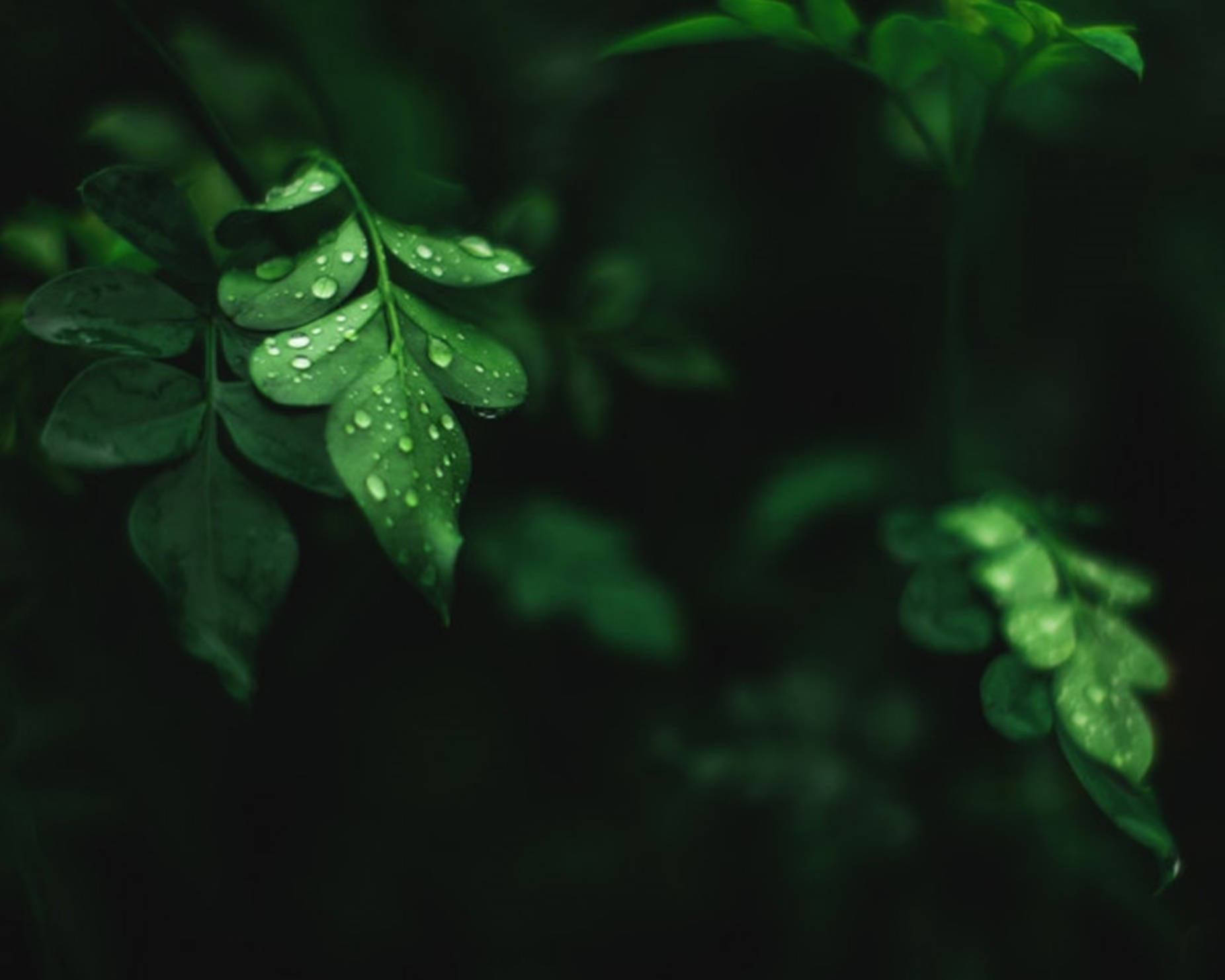 Vanddråber på Moringablade Wallpapers