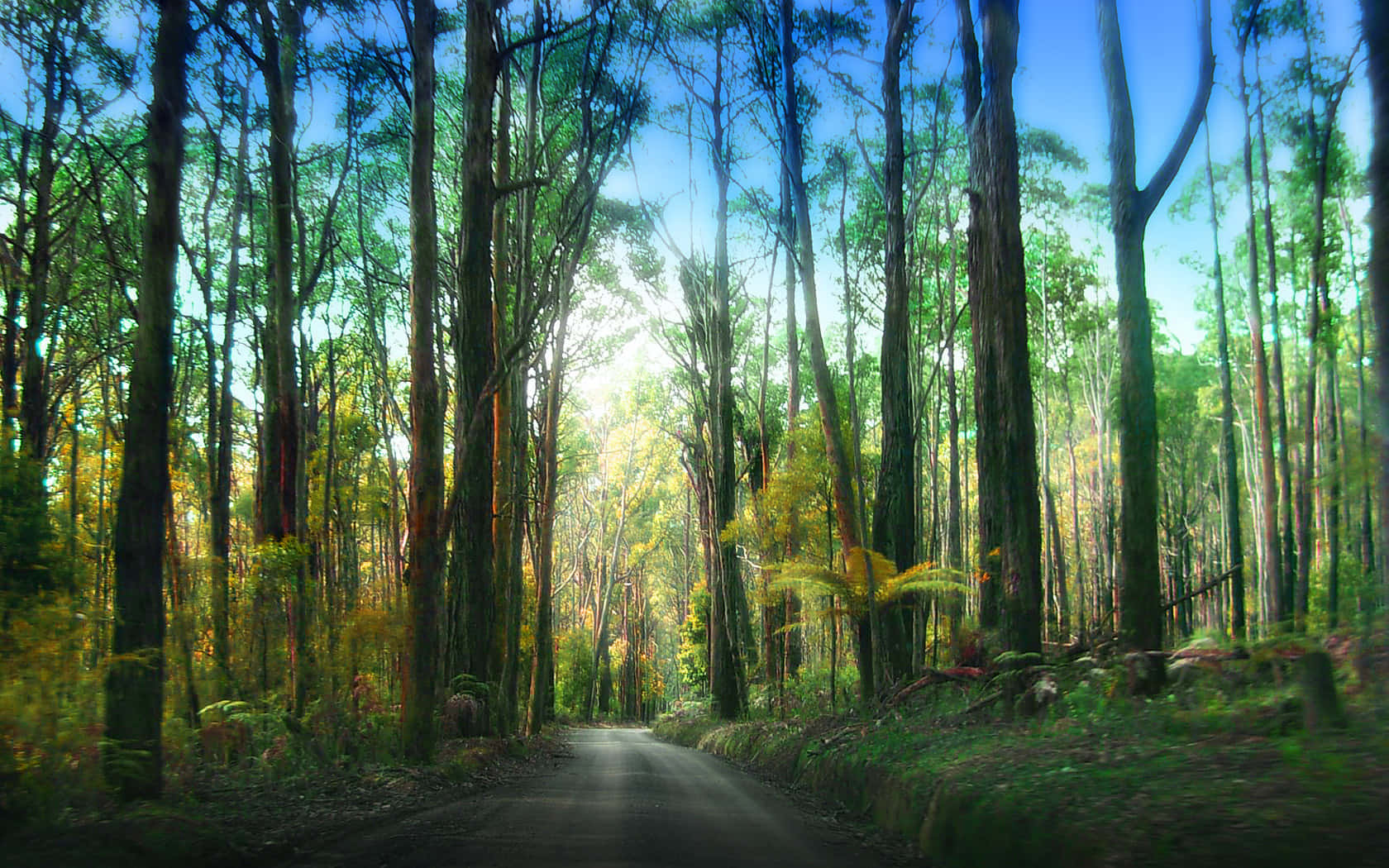 Vandresti i Redwood National Park Wallpapers