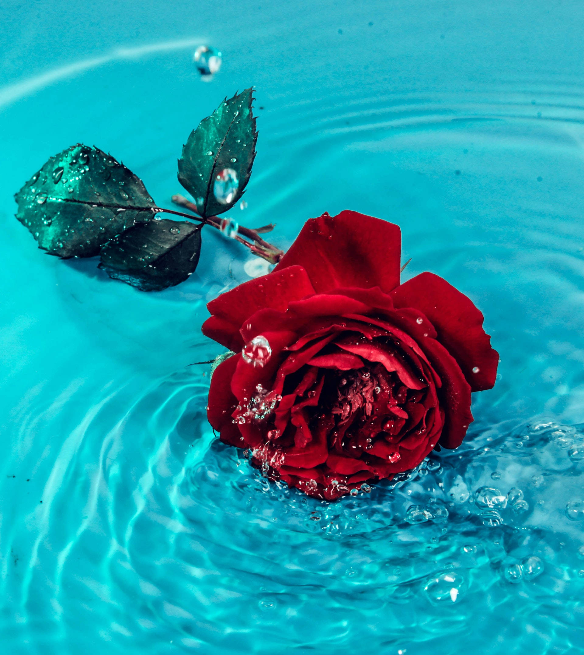 Vandrose æstetik Wallpapers