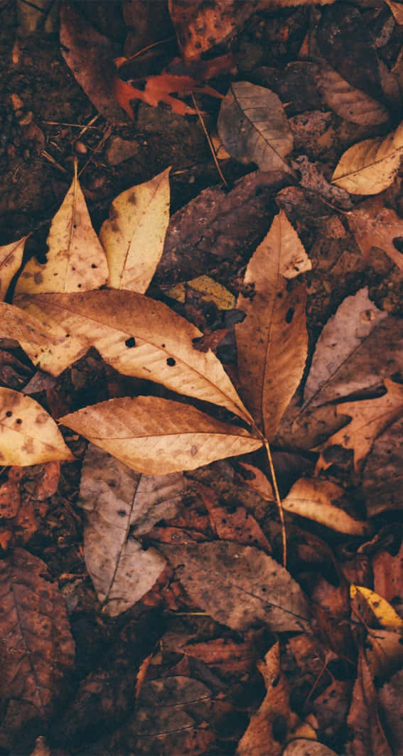Varm og indbydende æstetisk brun Wallpapers