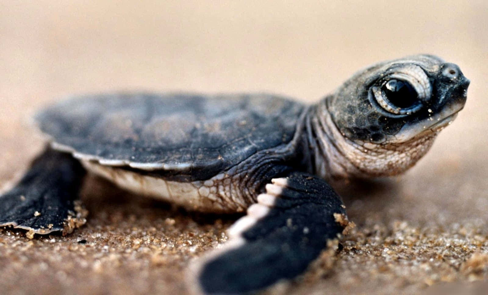 Velkommen til den vidunderlige verden af søde skildpadder Wallpapers