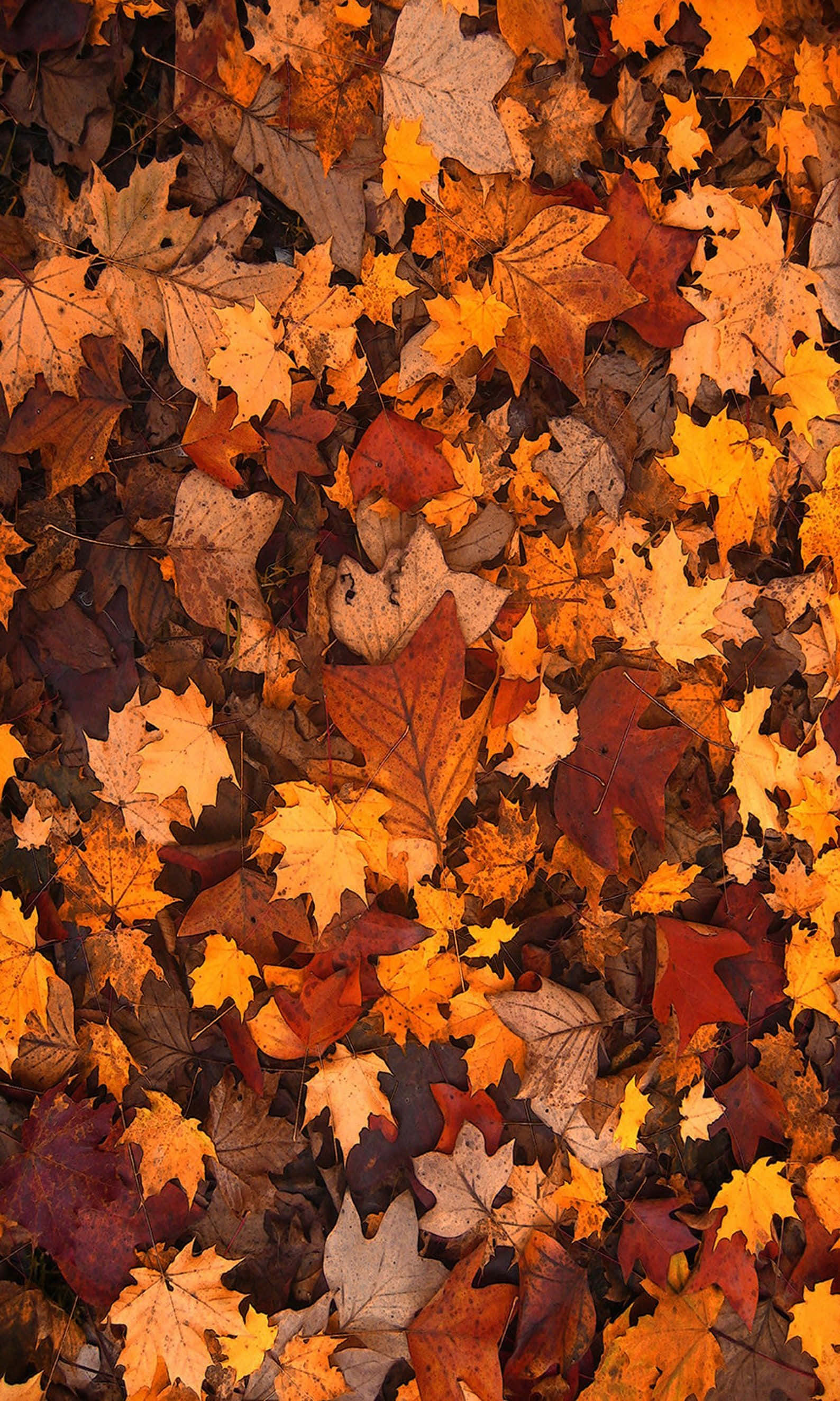Velkommen til efteråret - Et malerisk landskab Wallpapers