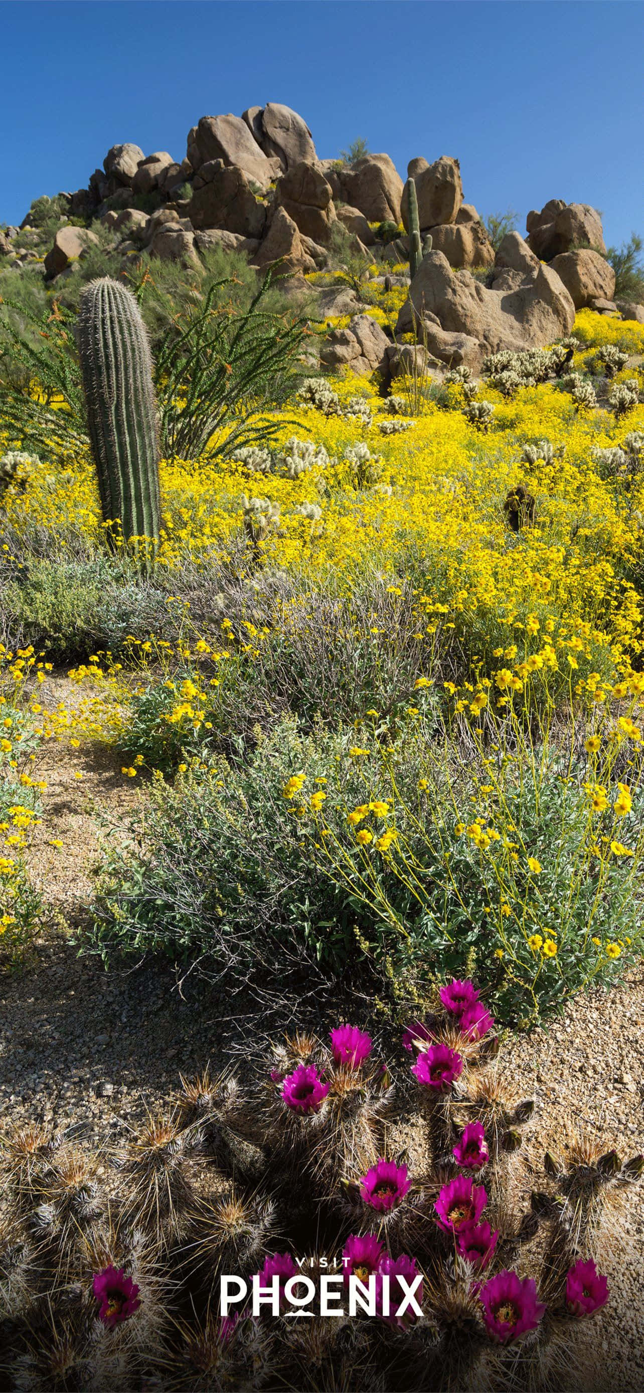 Velkommen til Phoenix, Arizona Wallpapers