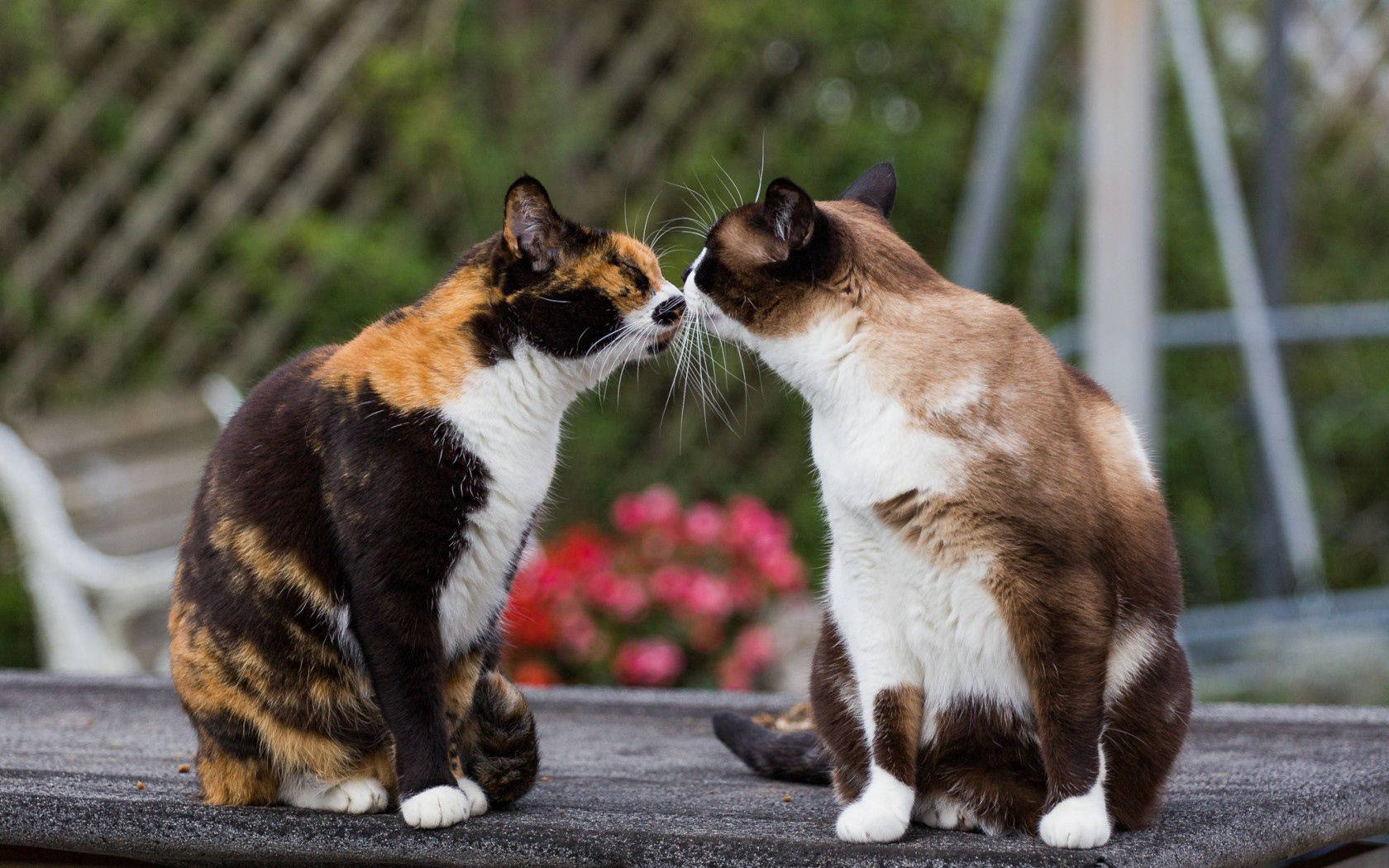 Venskab kommer ikke i former & størrelser, det kommer med masser af kærlighed & spinden 🐱 💞 Wallpapers