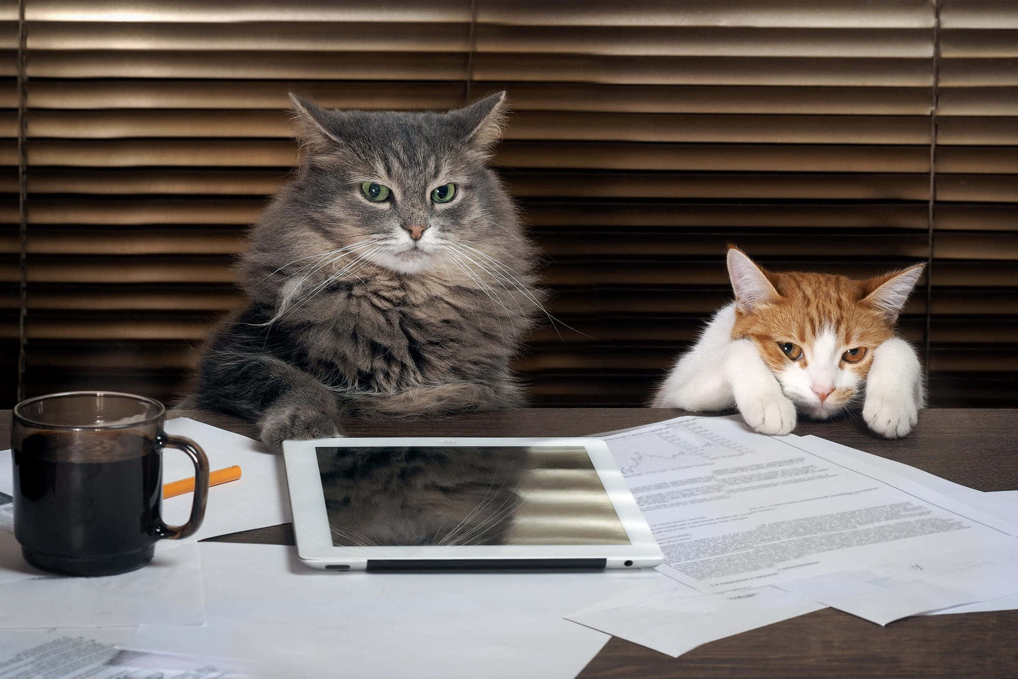 Verden ifølge Grumpy Cat Wallpapers