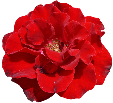 Vibrant rød rose på sort baggrund Wallpapers