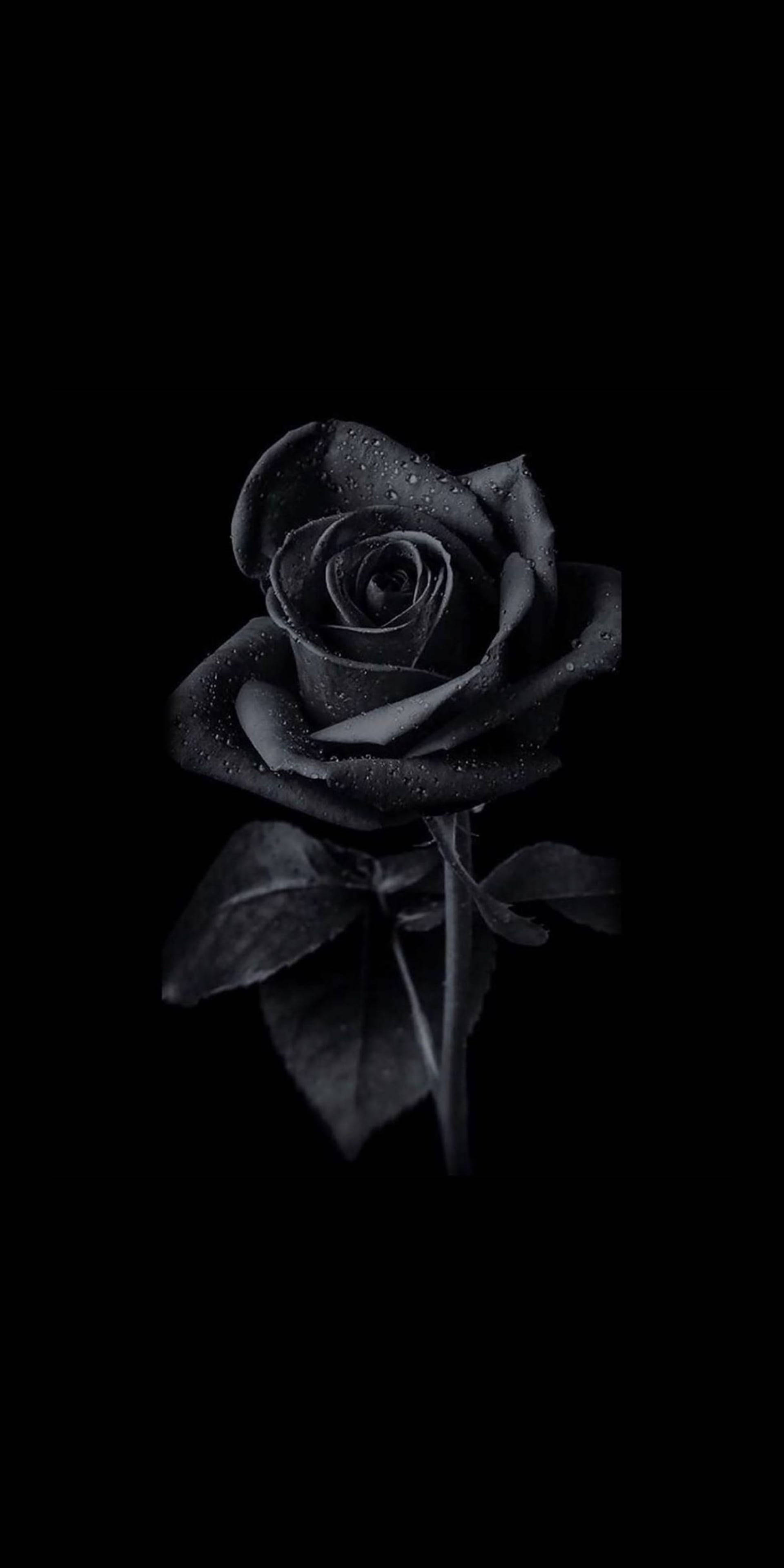 Victorian Velvet Sort Rose iPhone Wallpapers