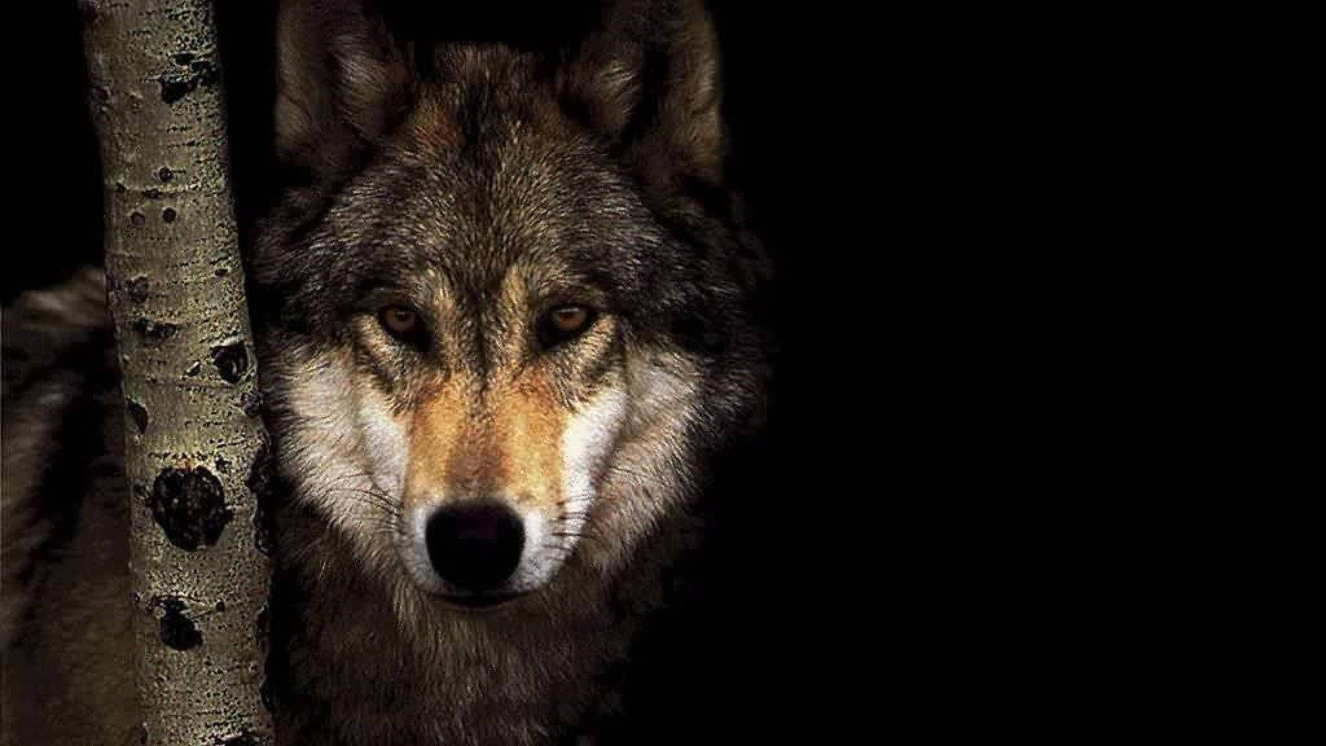 Vild grå ulv kigger hurtigt mod kameraet Wallpapers