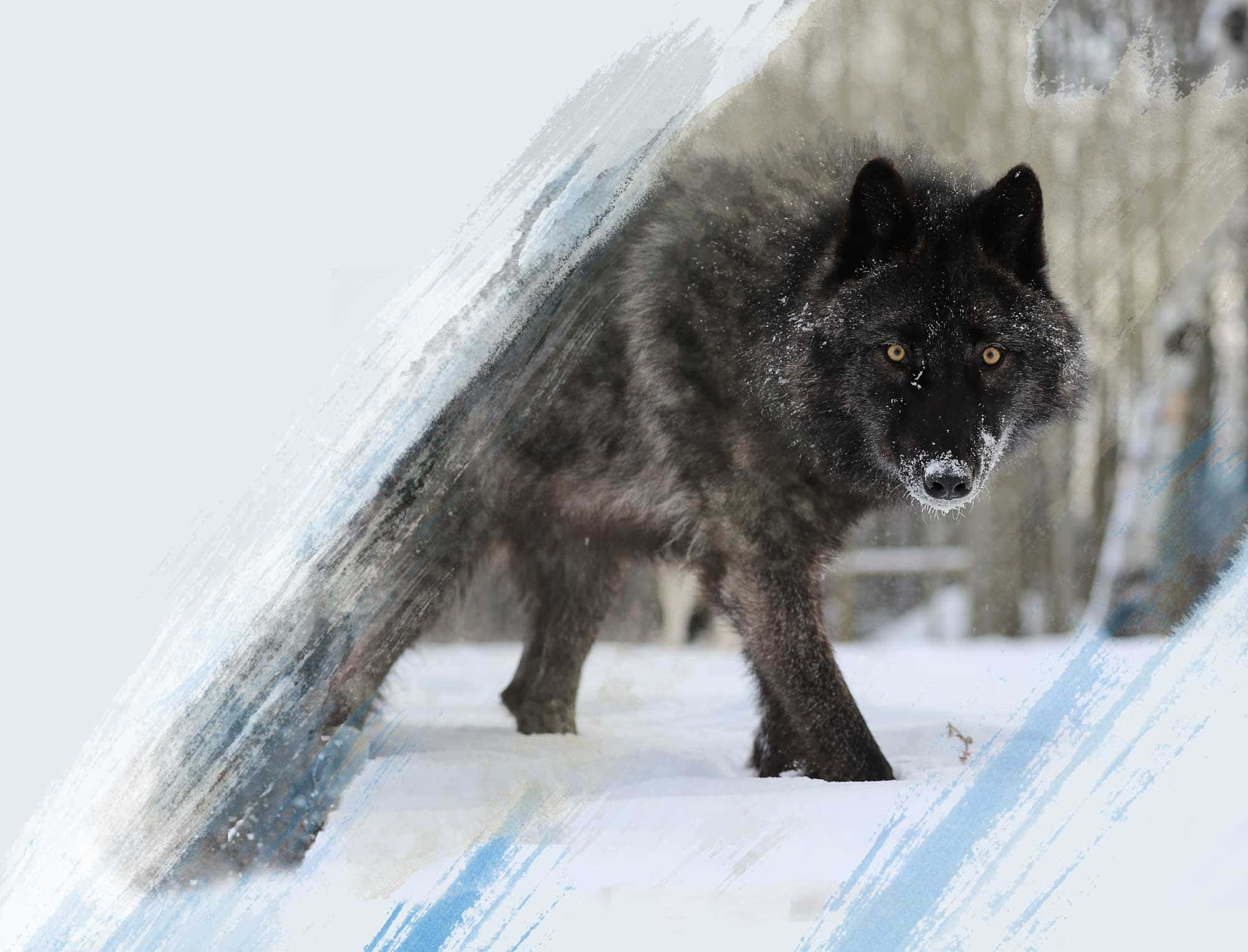 Vild ulv der hyler under en fuldmåne Wallpapers