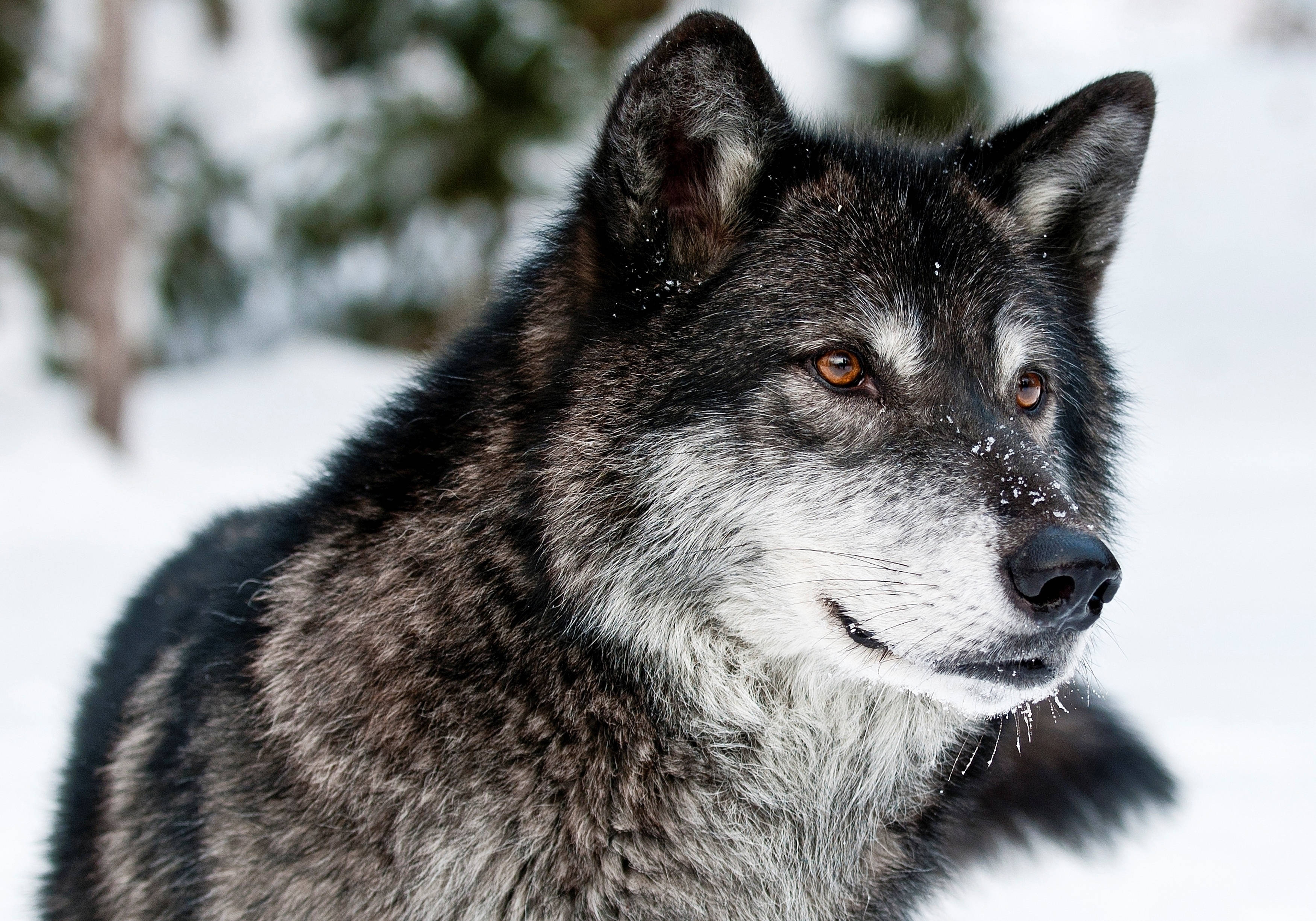 Vild ulv i naturen Wallpapers