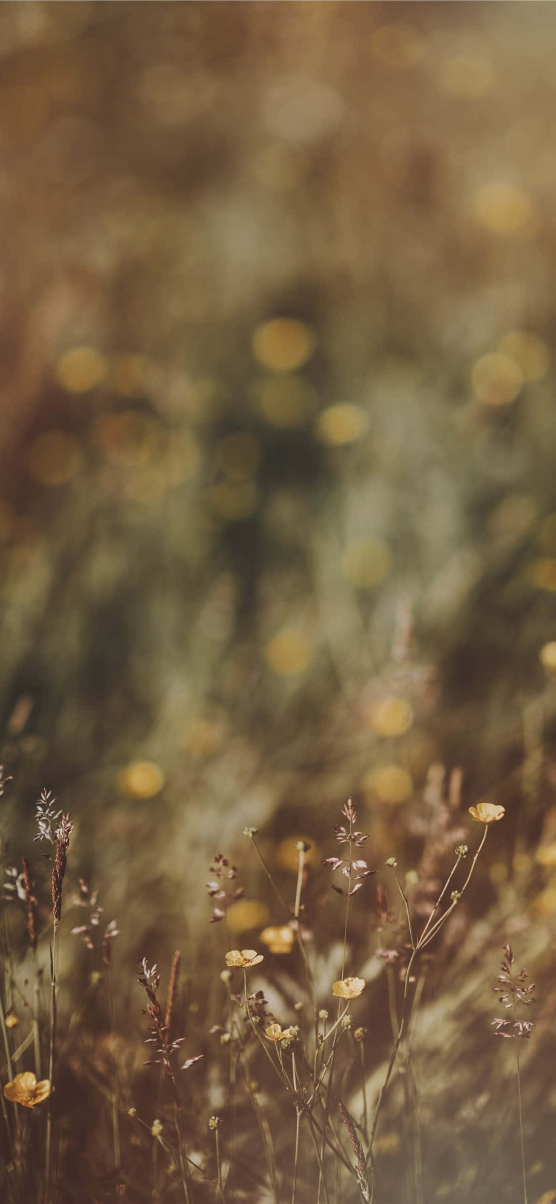 Vilde blomster billede smørblomst bokeh Wallpapers