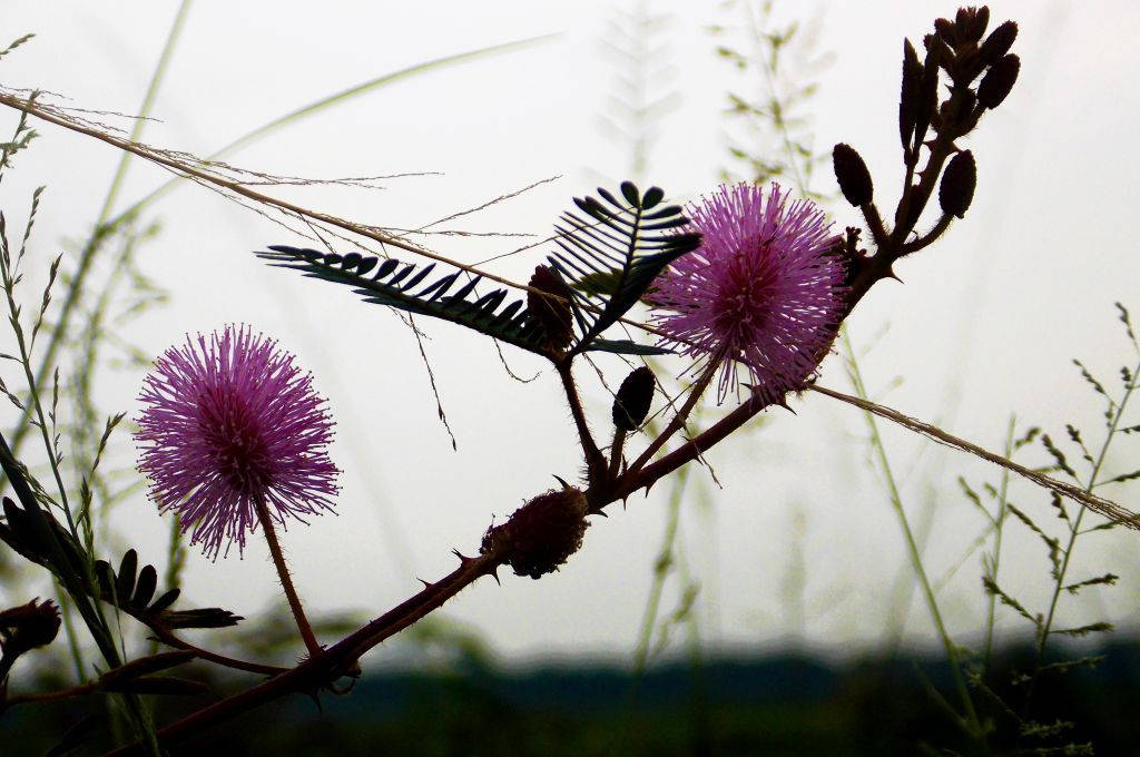 Vilde Mimoseblomster Wallpapers