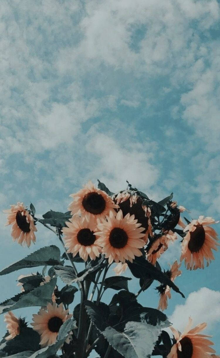 Vintage æstetik telefon solsikker blå himmel Wallpapers