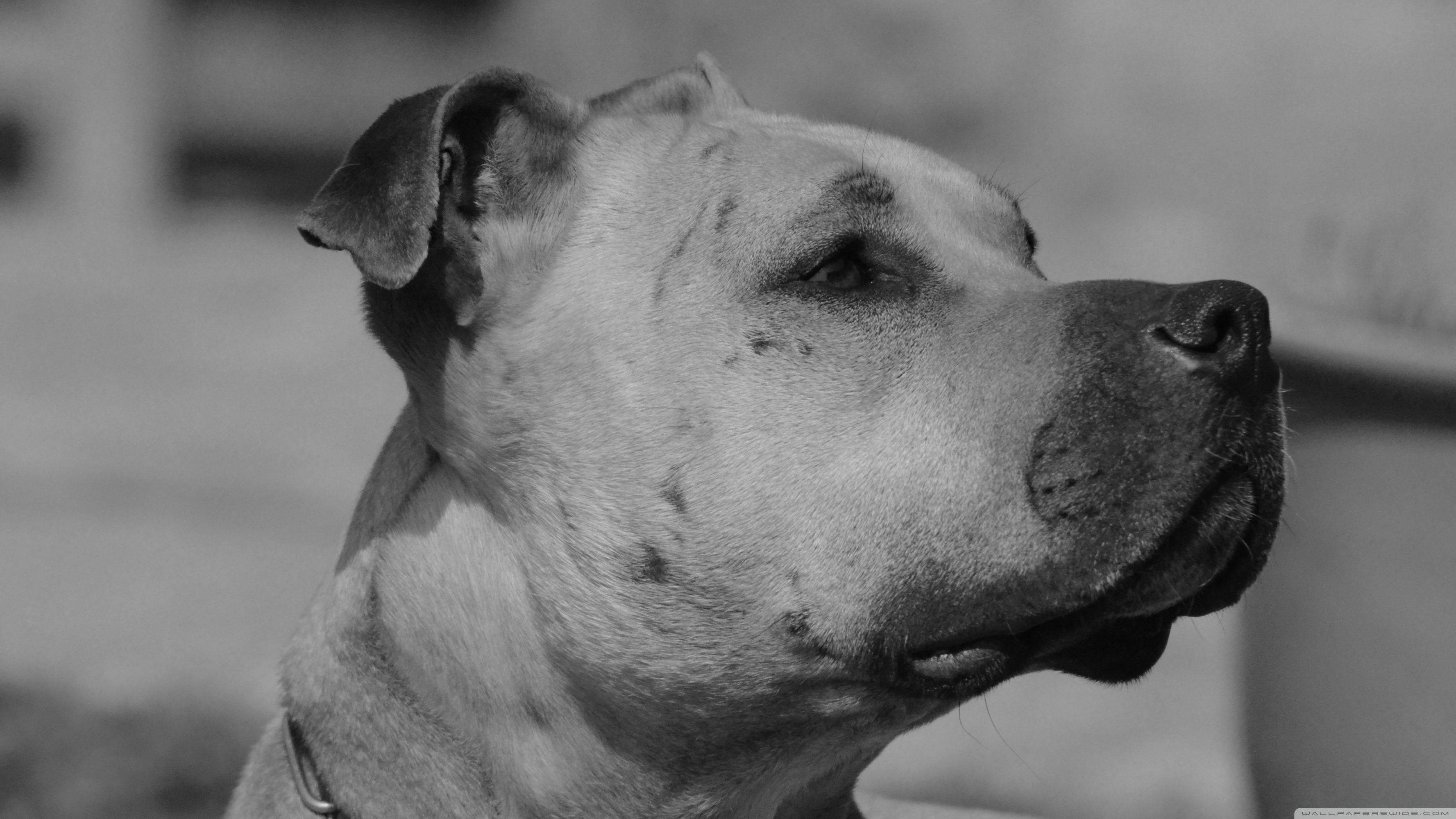 Vintage foto af sort og hvid hund Wallpapers