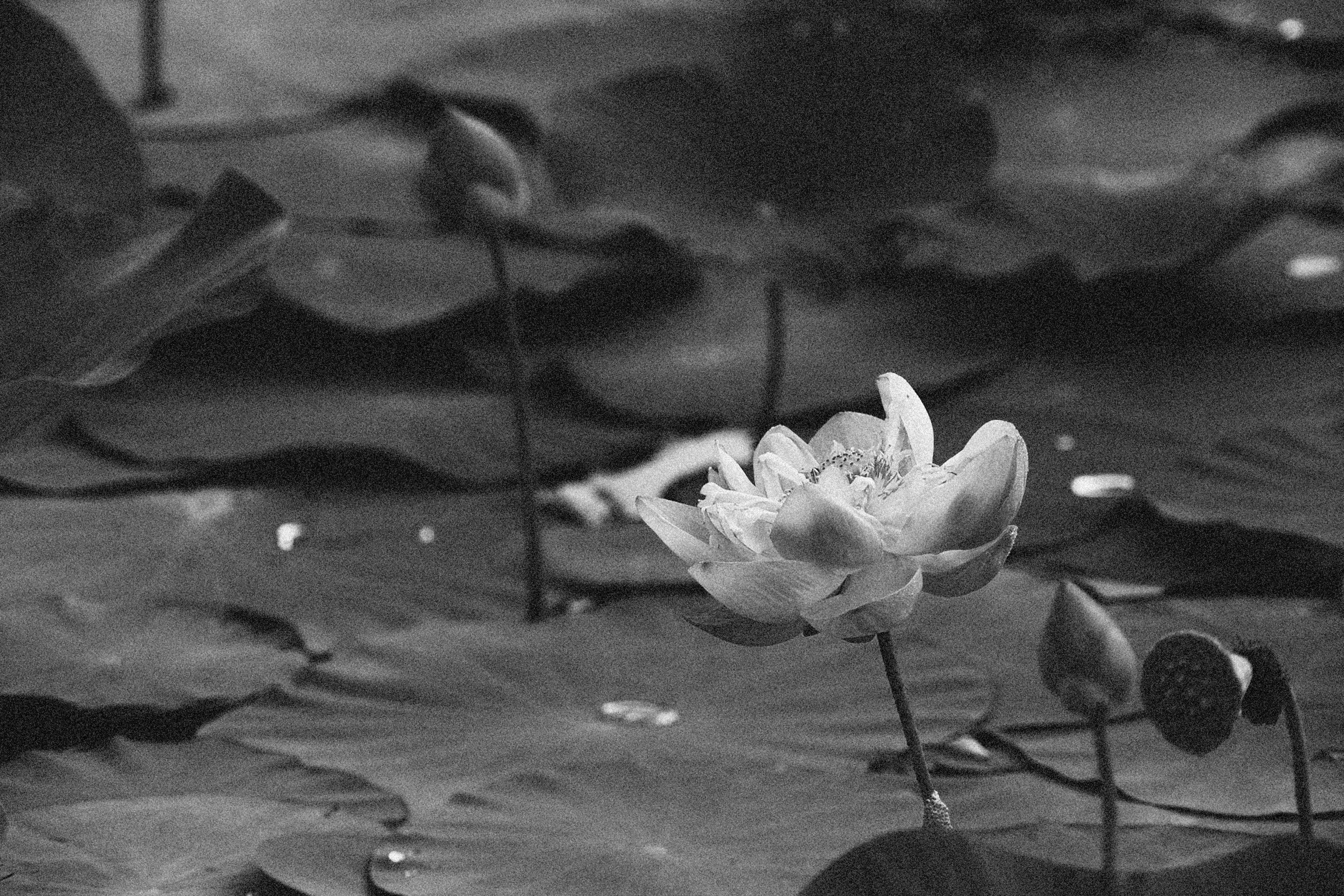 Vintage Lotusblomst Wallpapers
