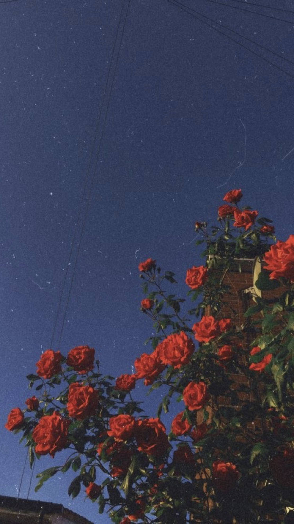Vintage roser med kornet æstetik indie Wallpapers