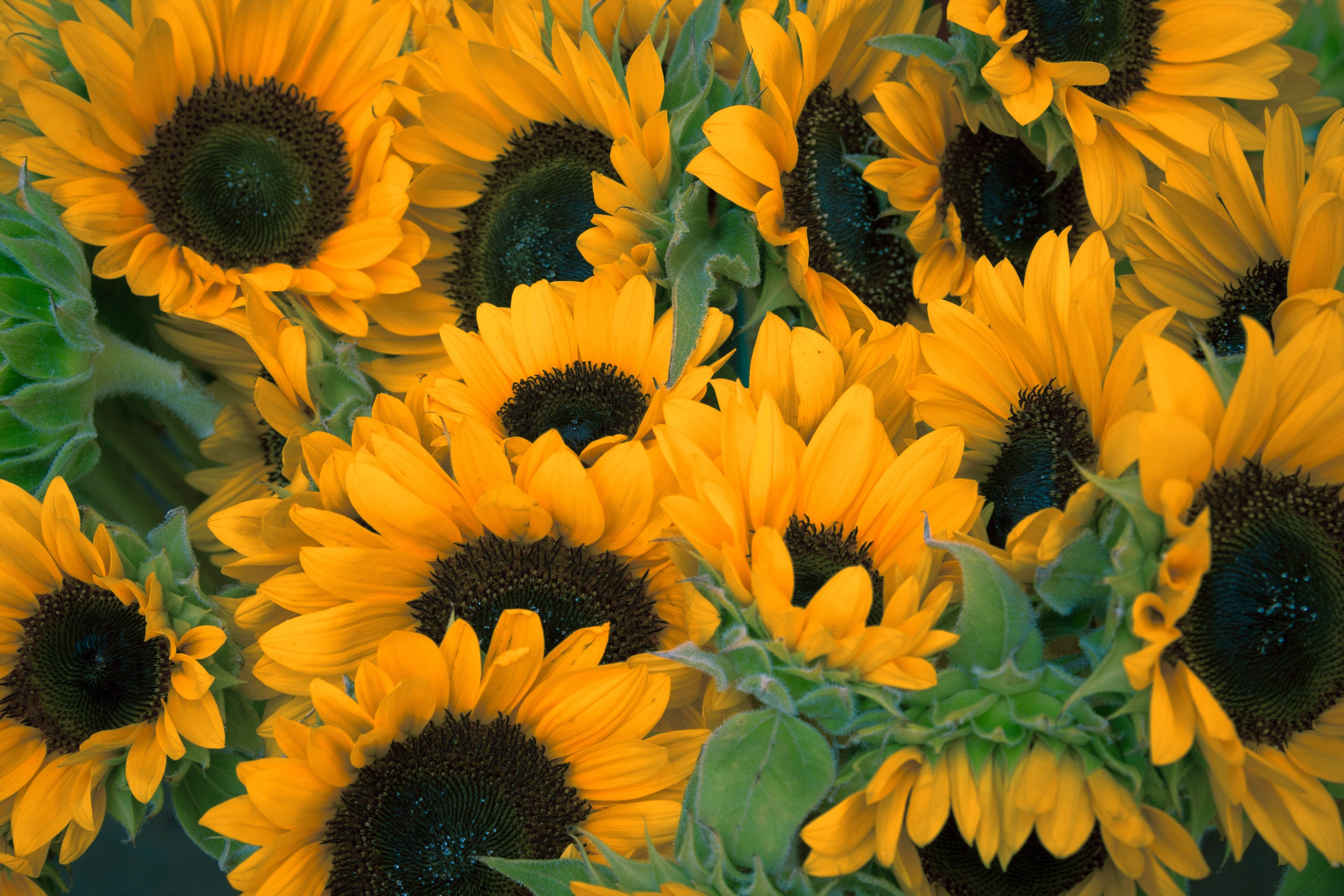 Vintage solsikker, der blomstrer på en solrig mark Wallpapers