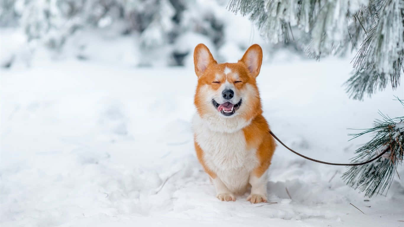 Vinter Corgi Hund Wallpapers