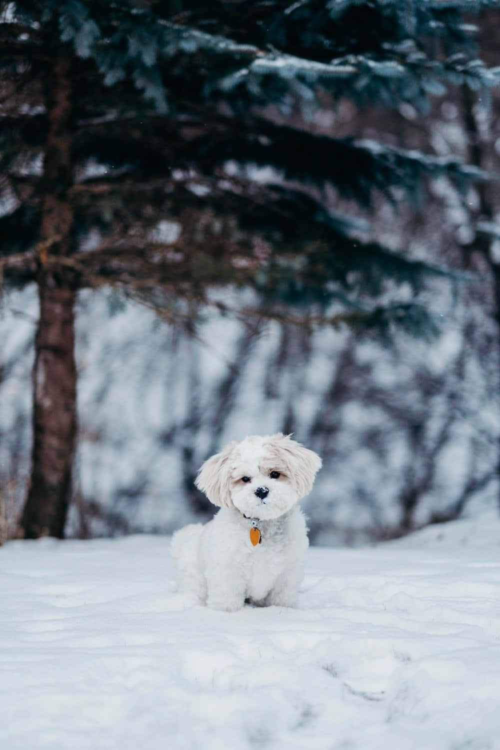Vinter Shih Tzu Hund Wallpapers