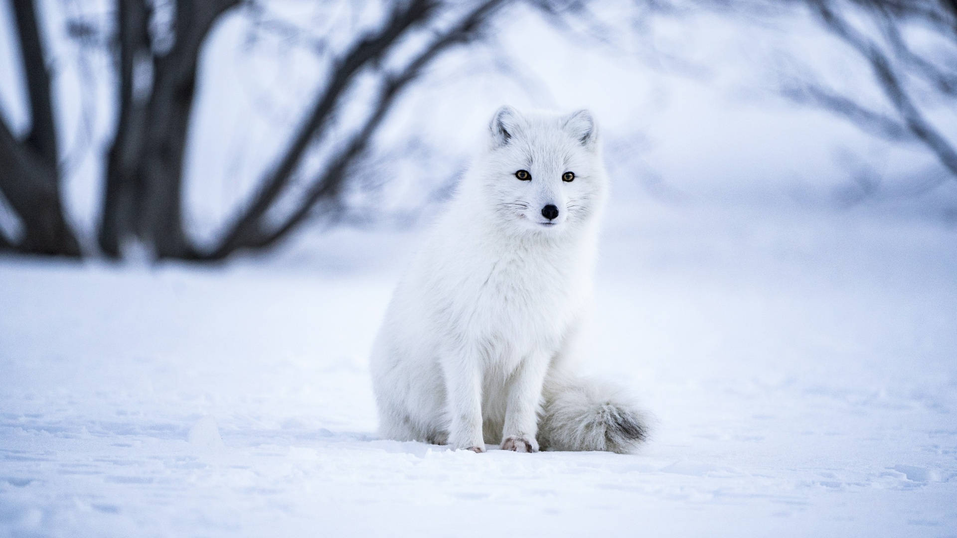 Vinteræstetisk polarræv Wallpapers