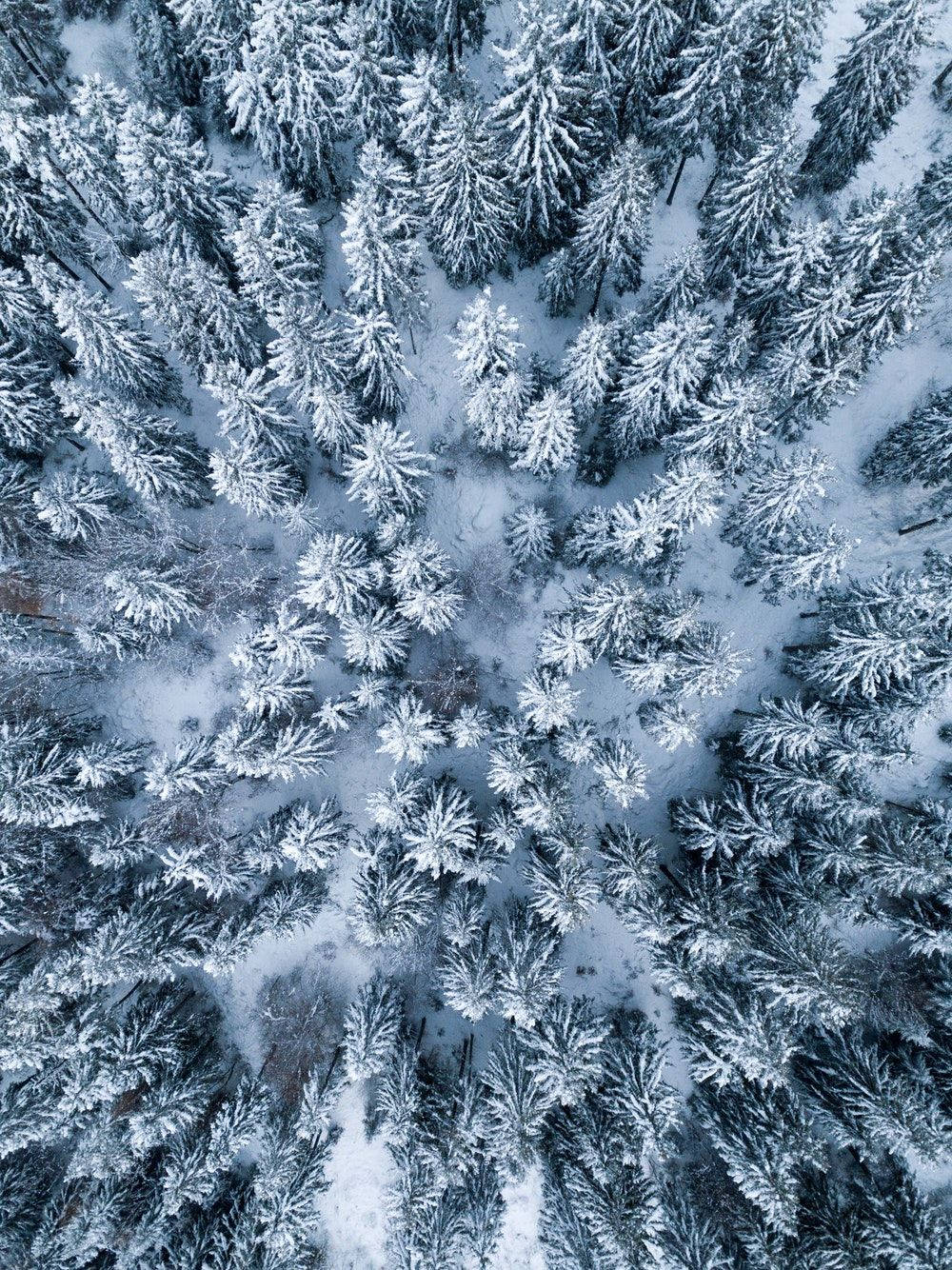 Vinterfyrretræer iPad-skærm Wallpapers