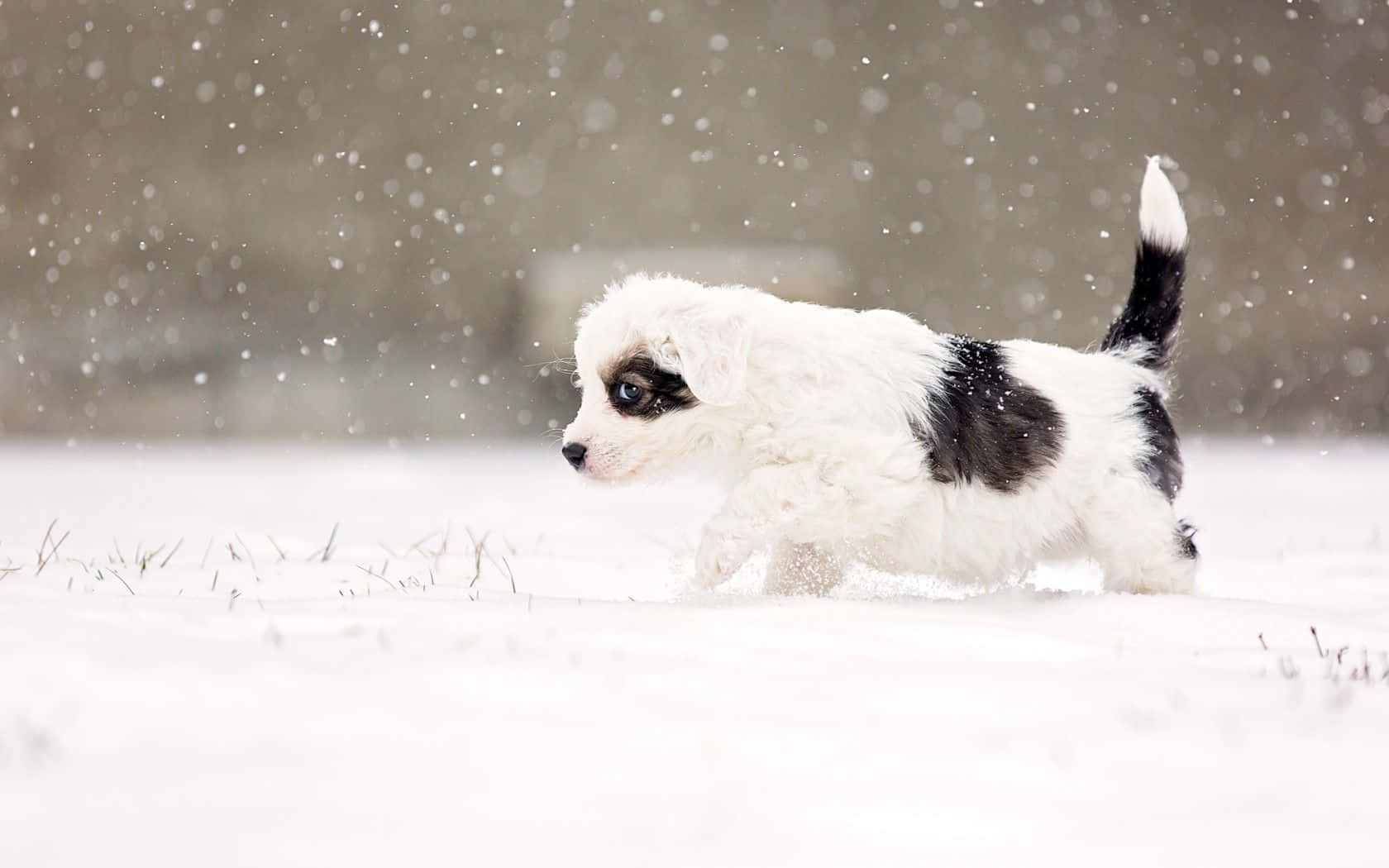 Vinterlig chunky hundetur Wallpapers